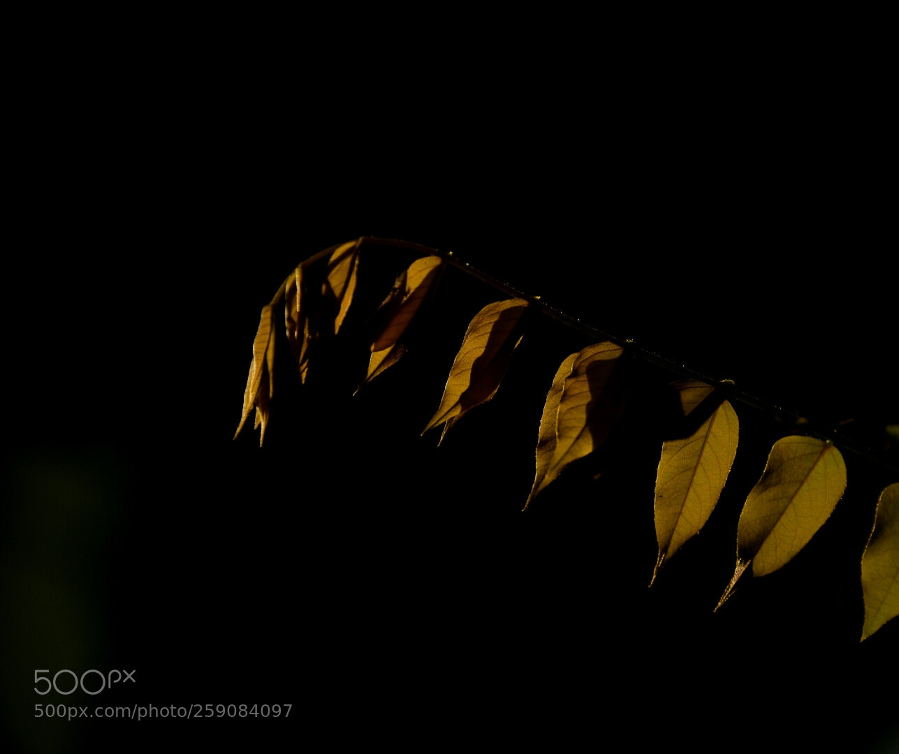 Nikon D750 sample photo. Leaf ... back light photography