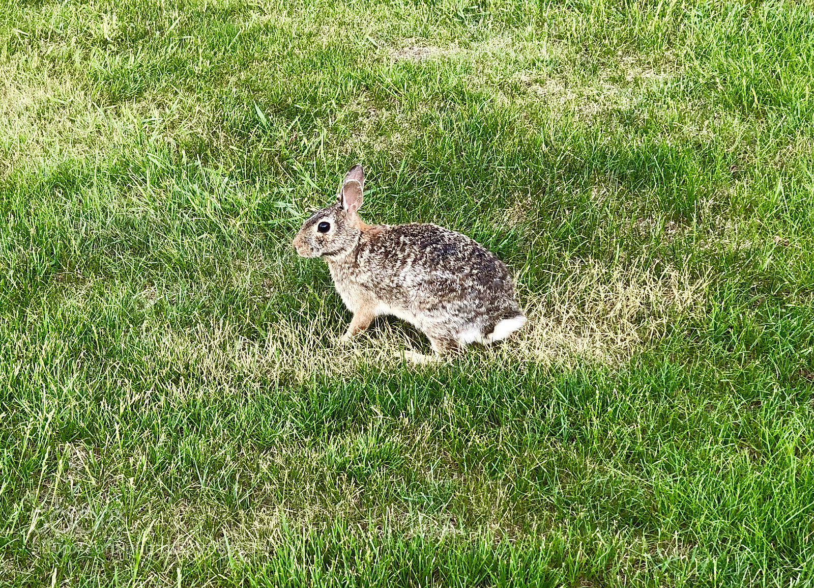 Apple iPhone X sample photo. Rabbit run photography