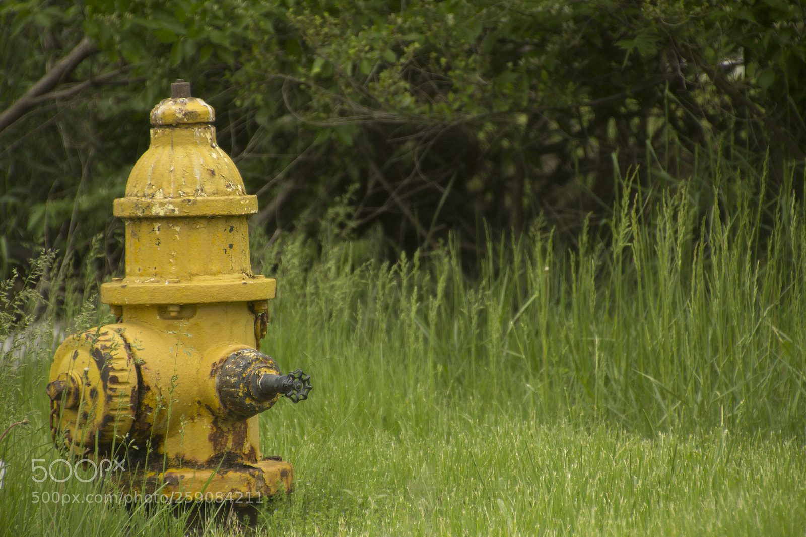 Canon EOS 1200D (EOS Rebel T5 / EOS Kiss X70 / EOS Hi) sample photo. Fire hydrant and forrestry. photography