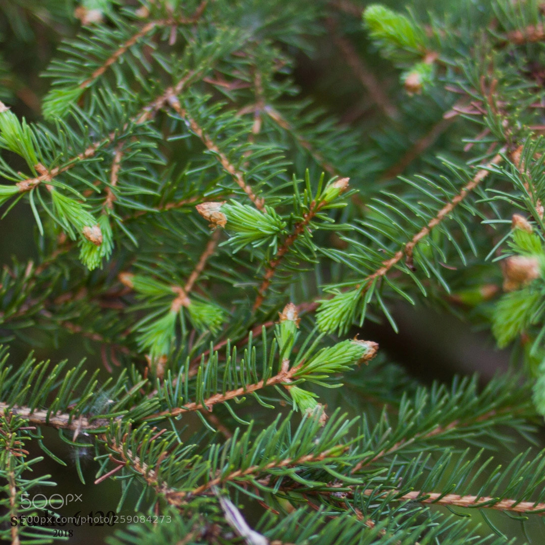 Canon EOS 50D sample photo. Fresh growth photography