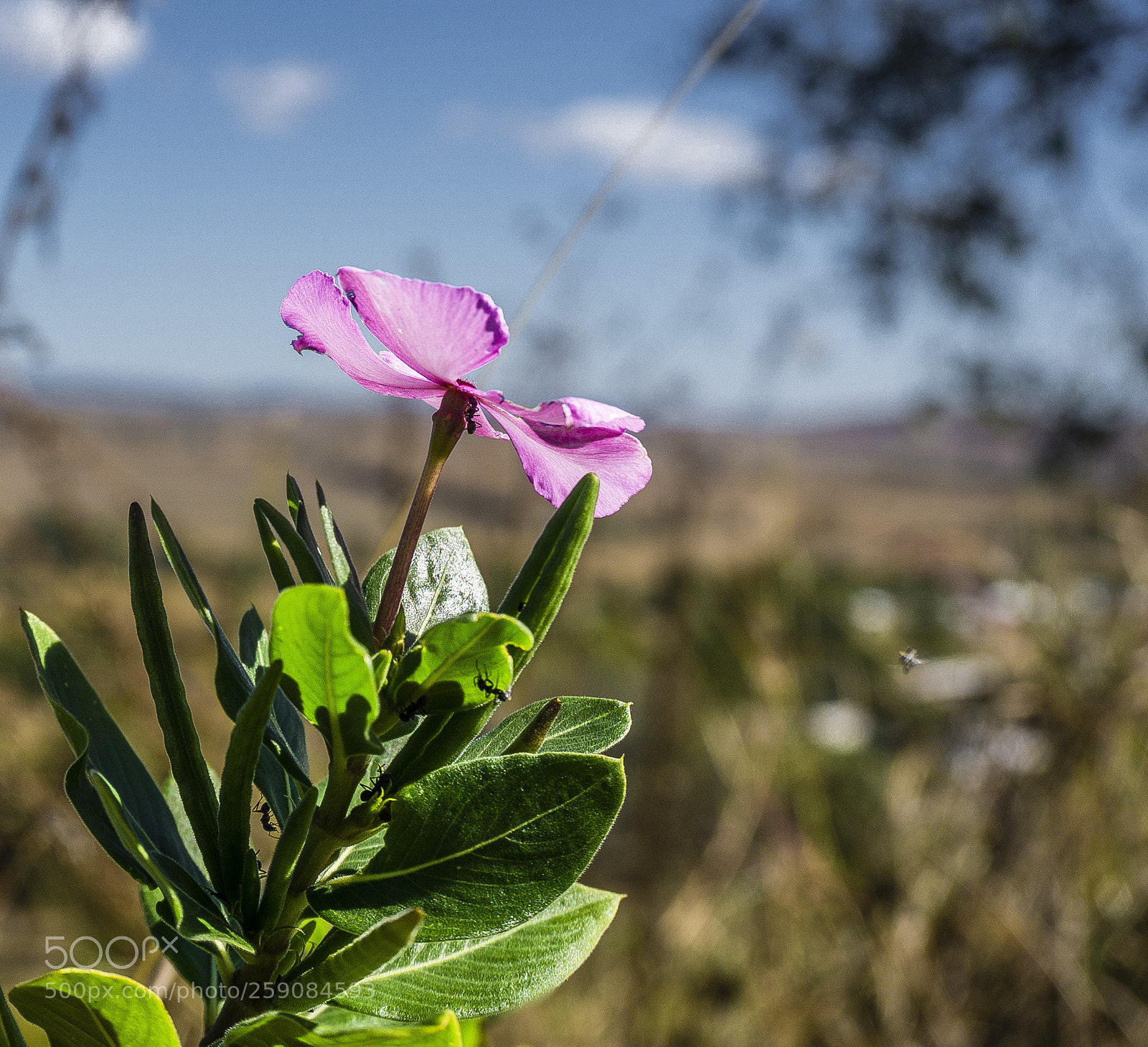 Sony a6000 sample photo. Ants attack photography