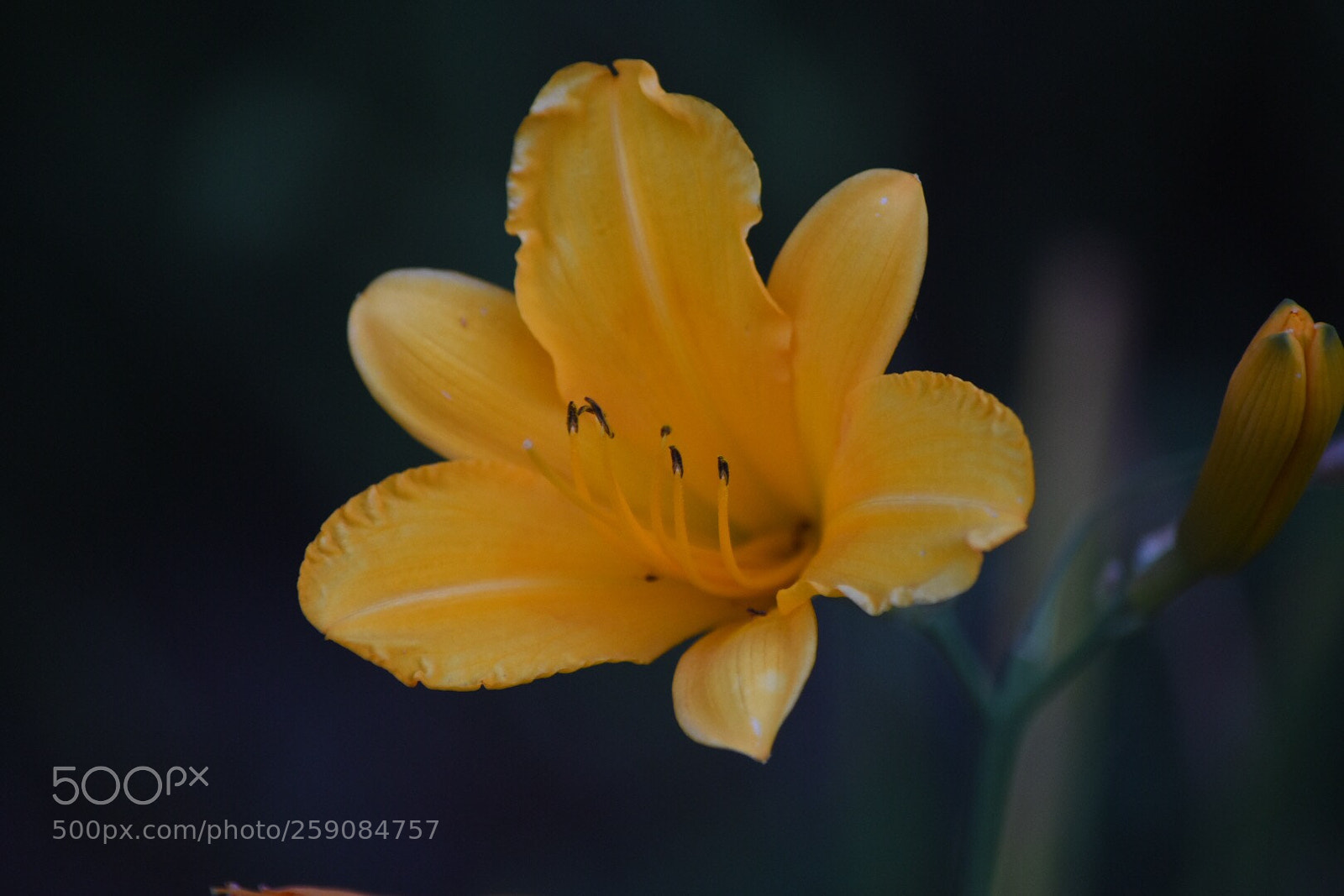 Nikon D7200 sample photo. Yellow flower photography