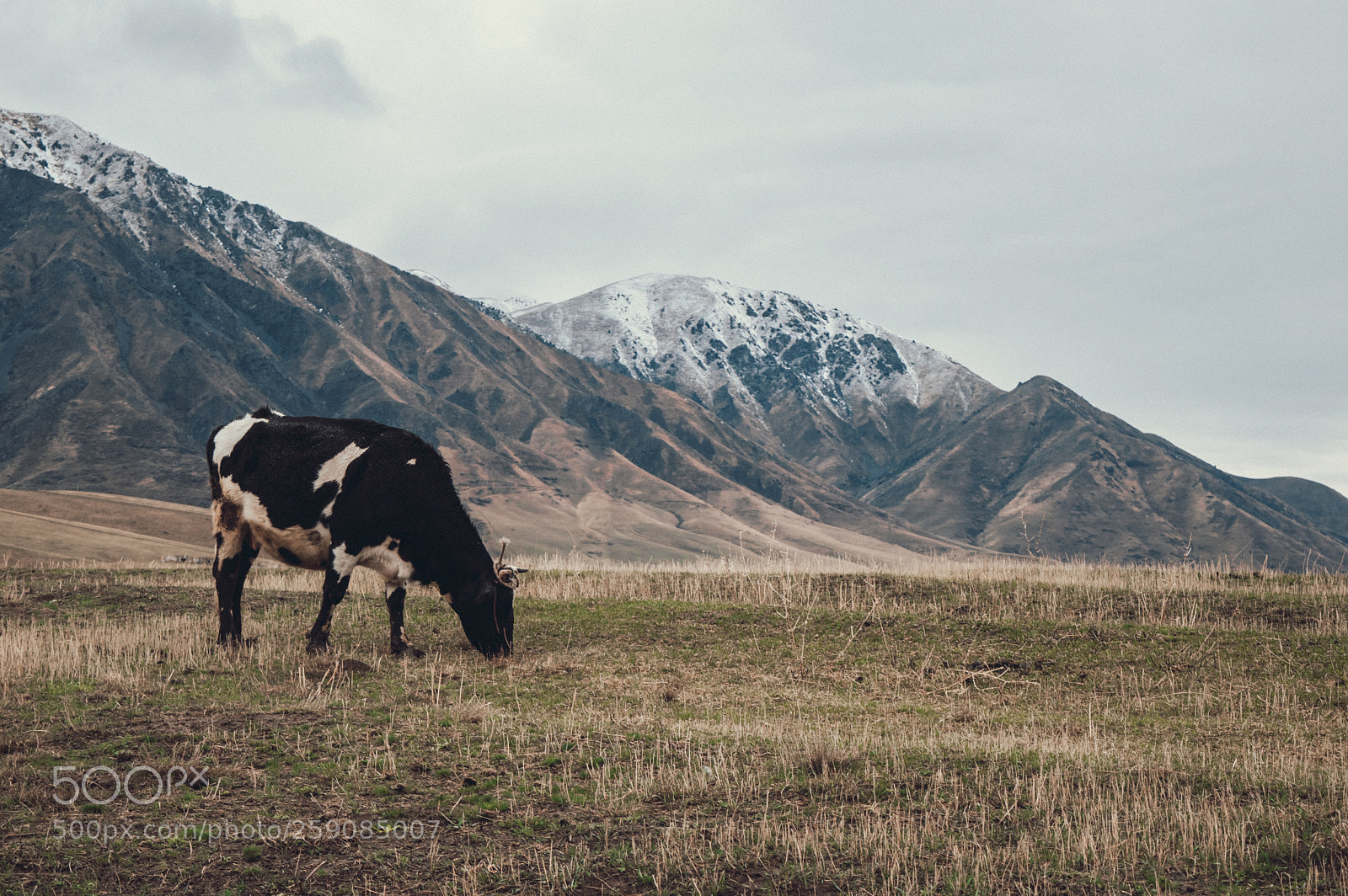 Nikon D3200 sample photo. Cow in mountain photography