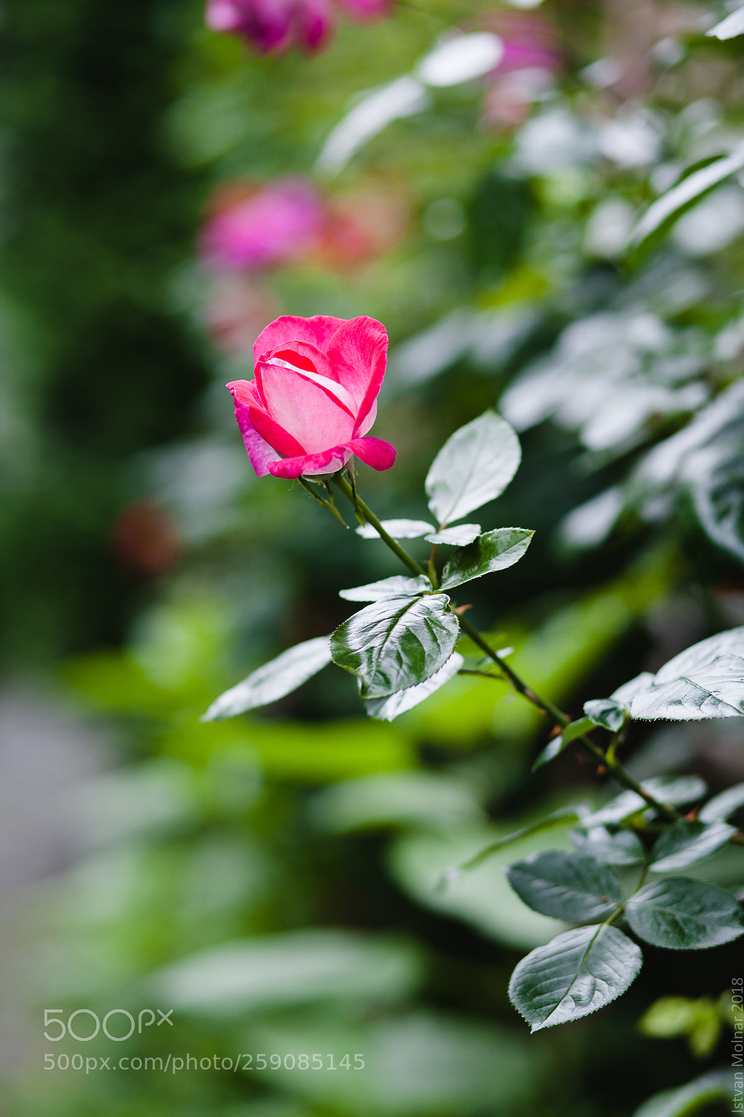 Canon EOS 5D Mark II sample photo. Young rose photography