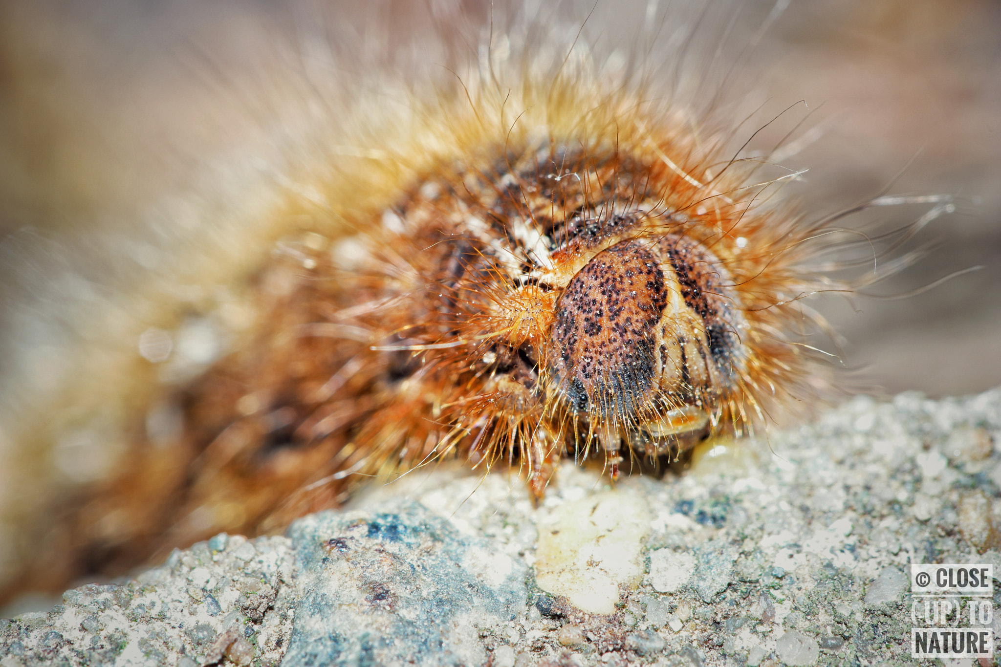Samsung NX500 sample photo. Lasiocampa quercus photography