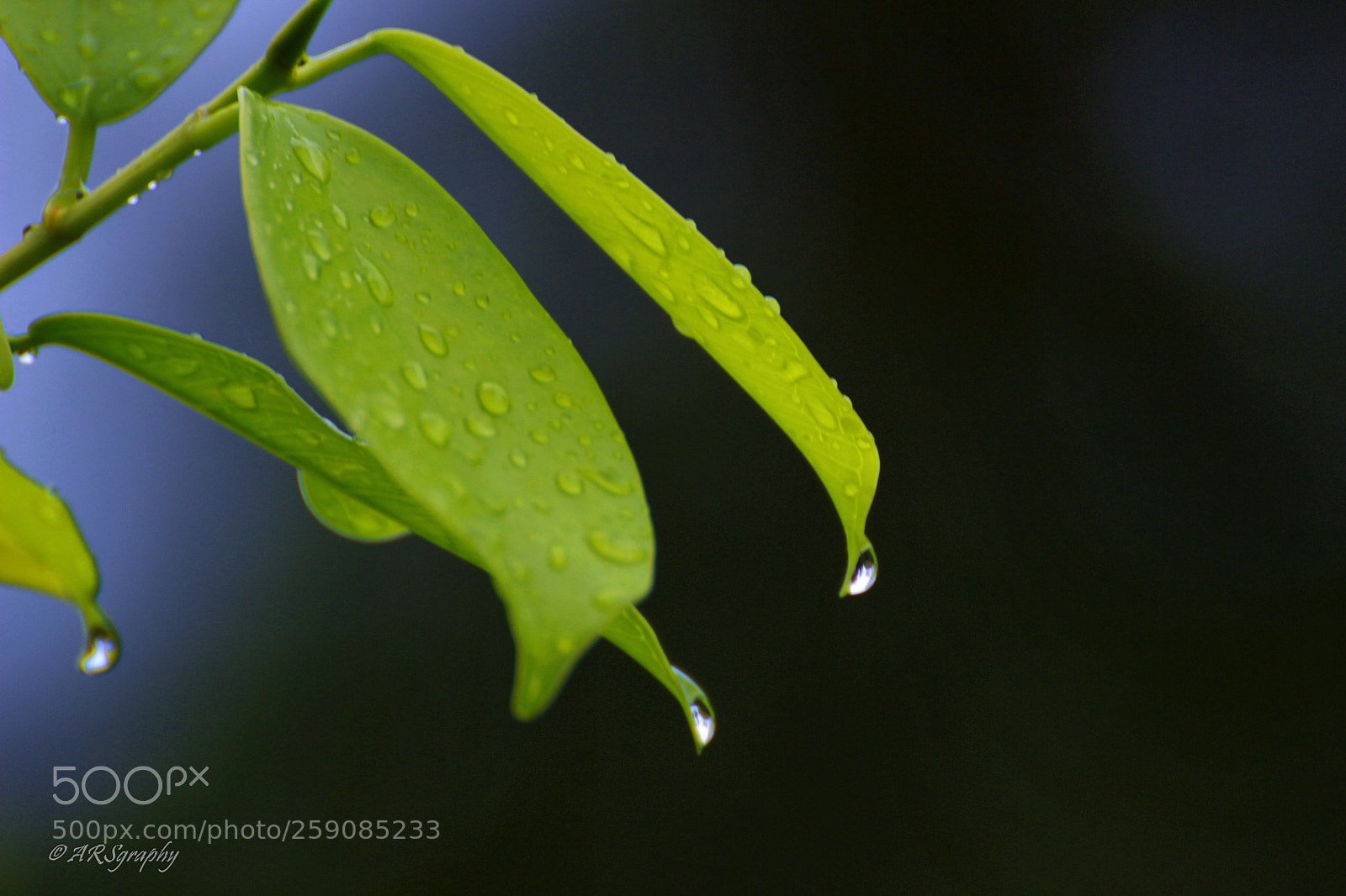 Canon EOS 600D (Rebel EOS T3i / EOS Kiss X5) sample photo. Rain drops on leaf photography