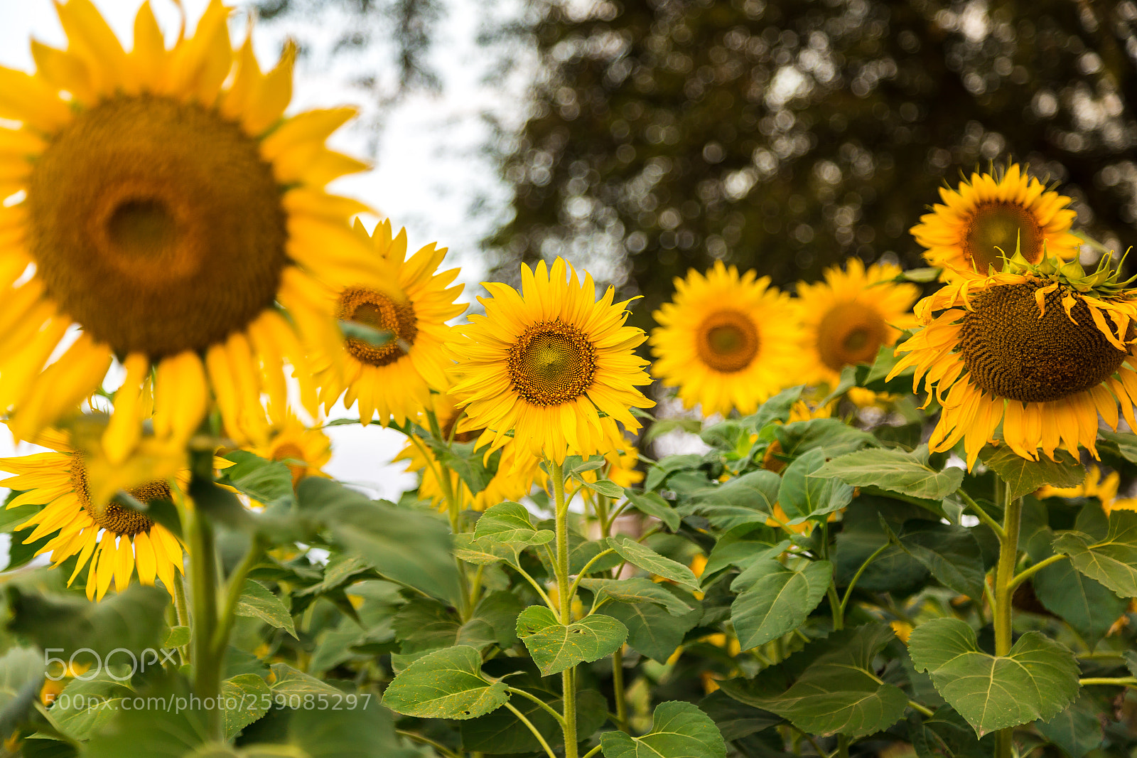 Canon EOS 6D sample photo. Sunflower in the farm photography