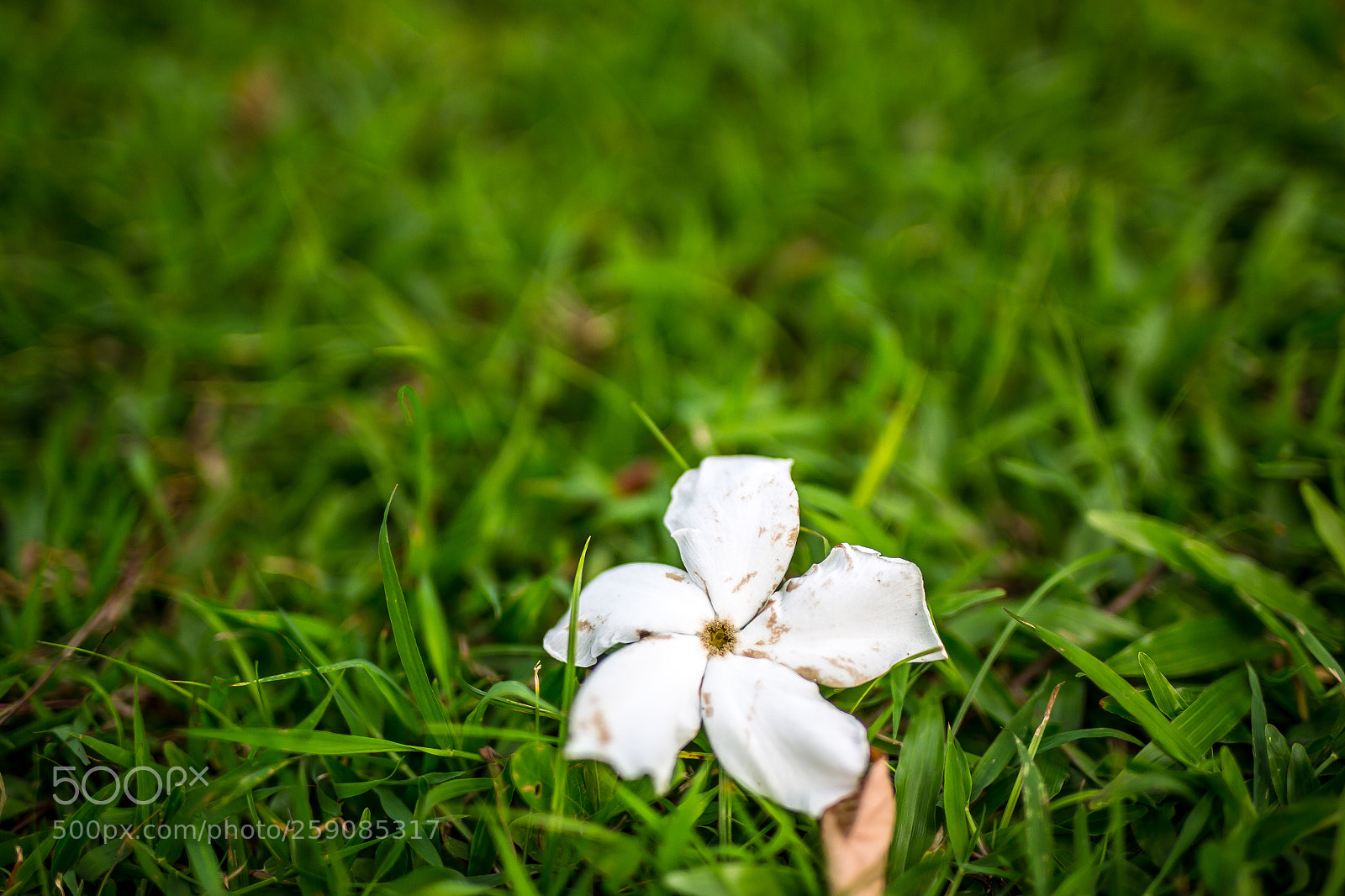 Canon EOS 6D sample photo. Flower on the floor photography