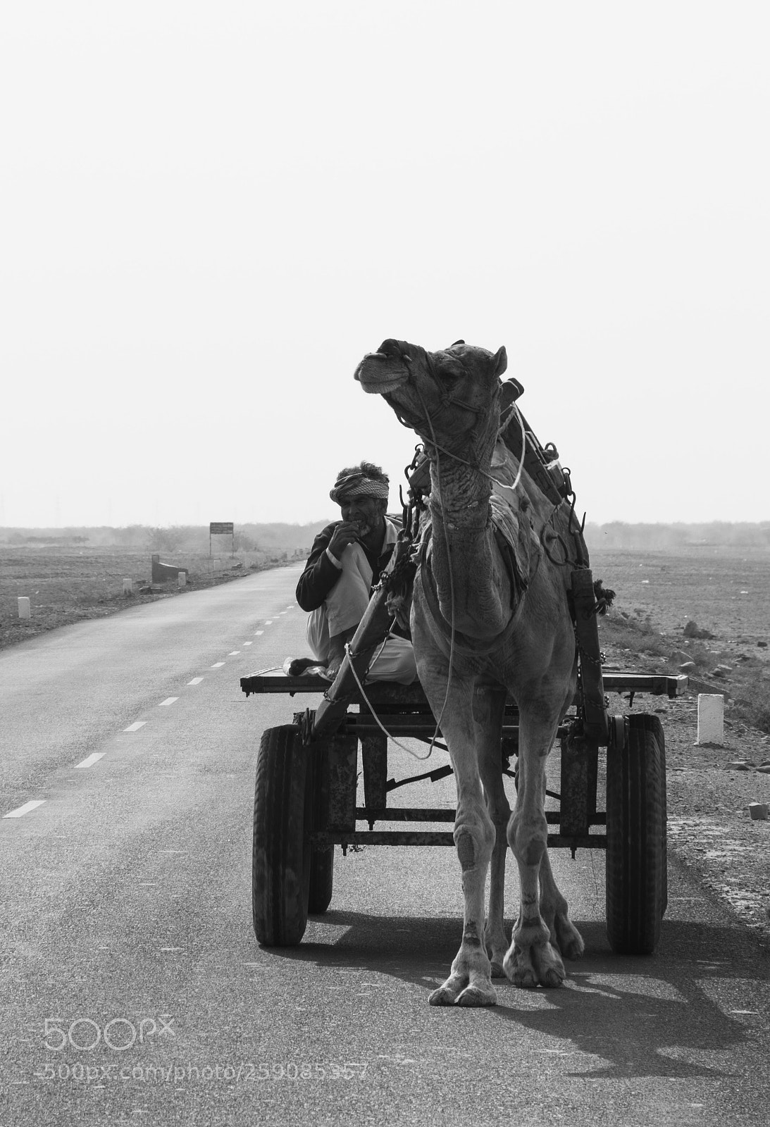 Canon EOS 80D sample photo. Camel on the road photography
