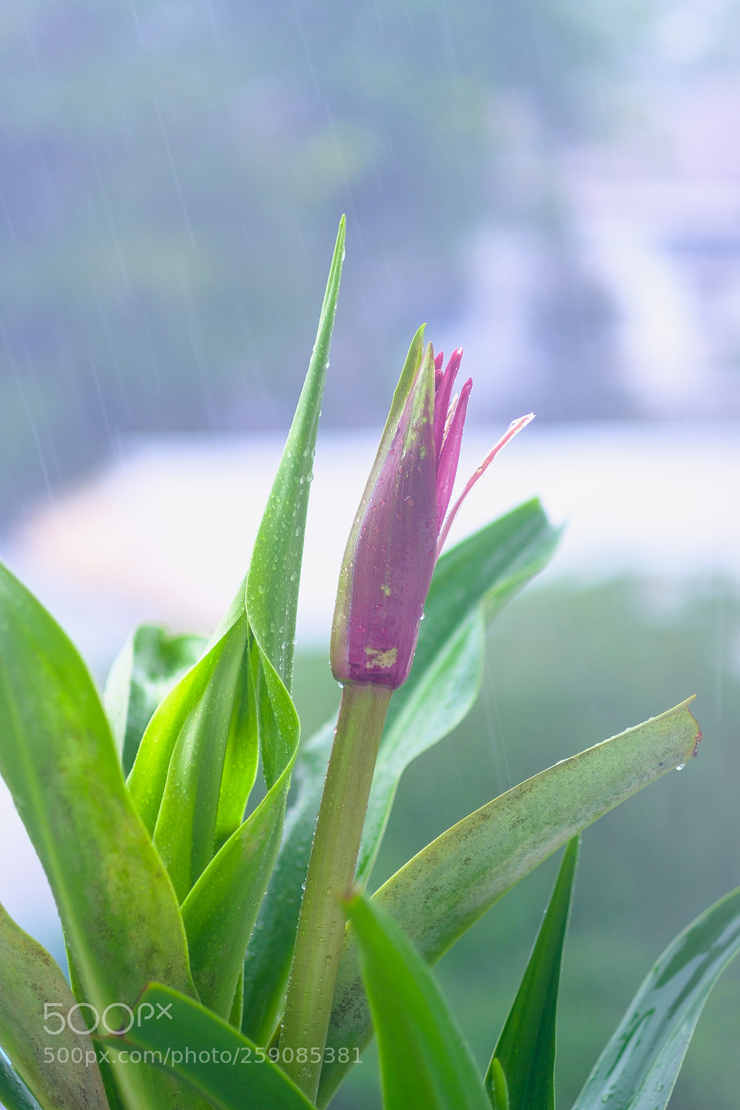 Fujifilm X-E3 sample photo. Rising from the rain. photography