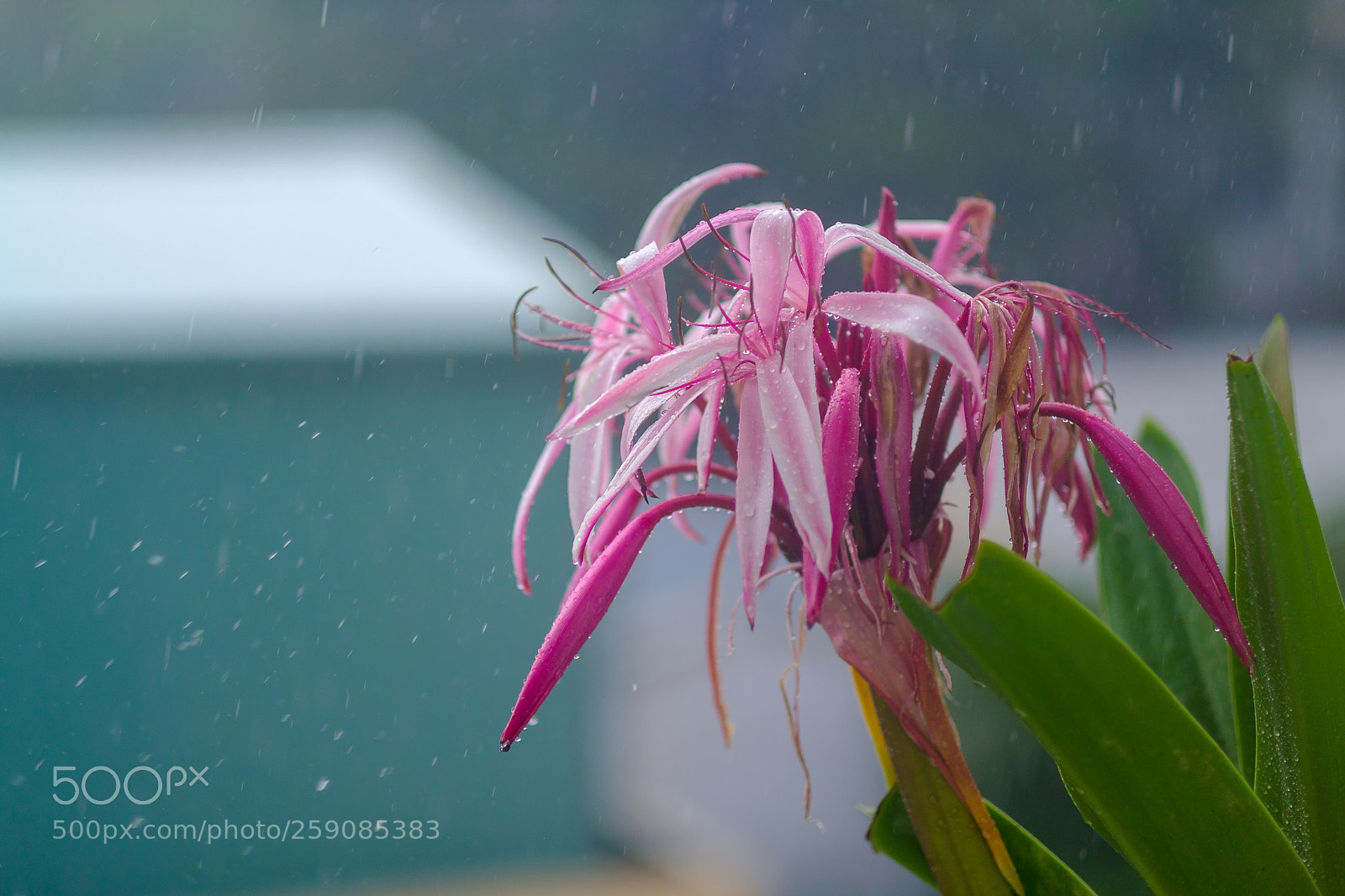 Fujifilm X-E3 sample photo. Under the rain photography