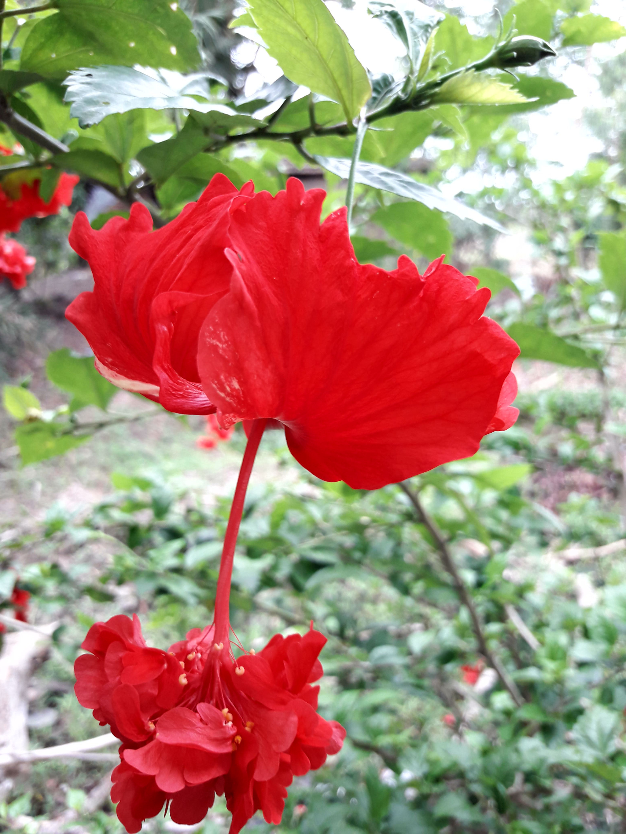 Samsung Galaxy J7 Neo sample photo. Flower photography