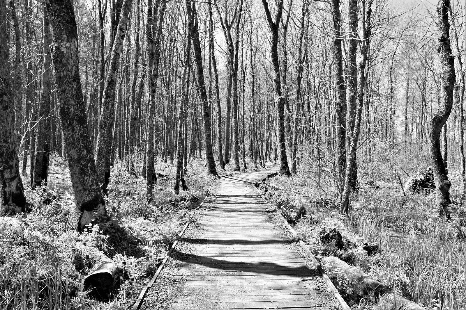 Nikon D7200 + Sigma 18-250mm F3.5-6.3 DC Macro OS HSM sample photo. The bog walk photography