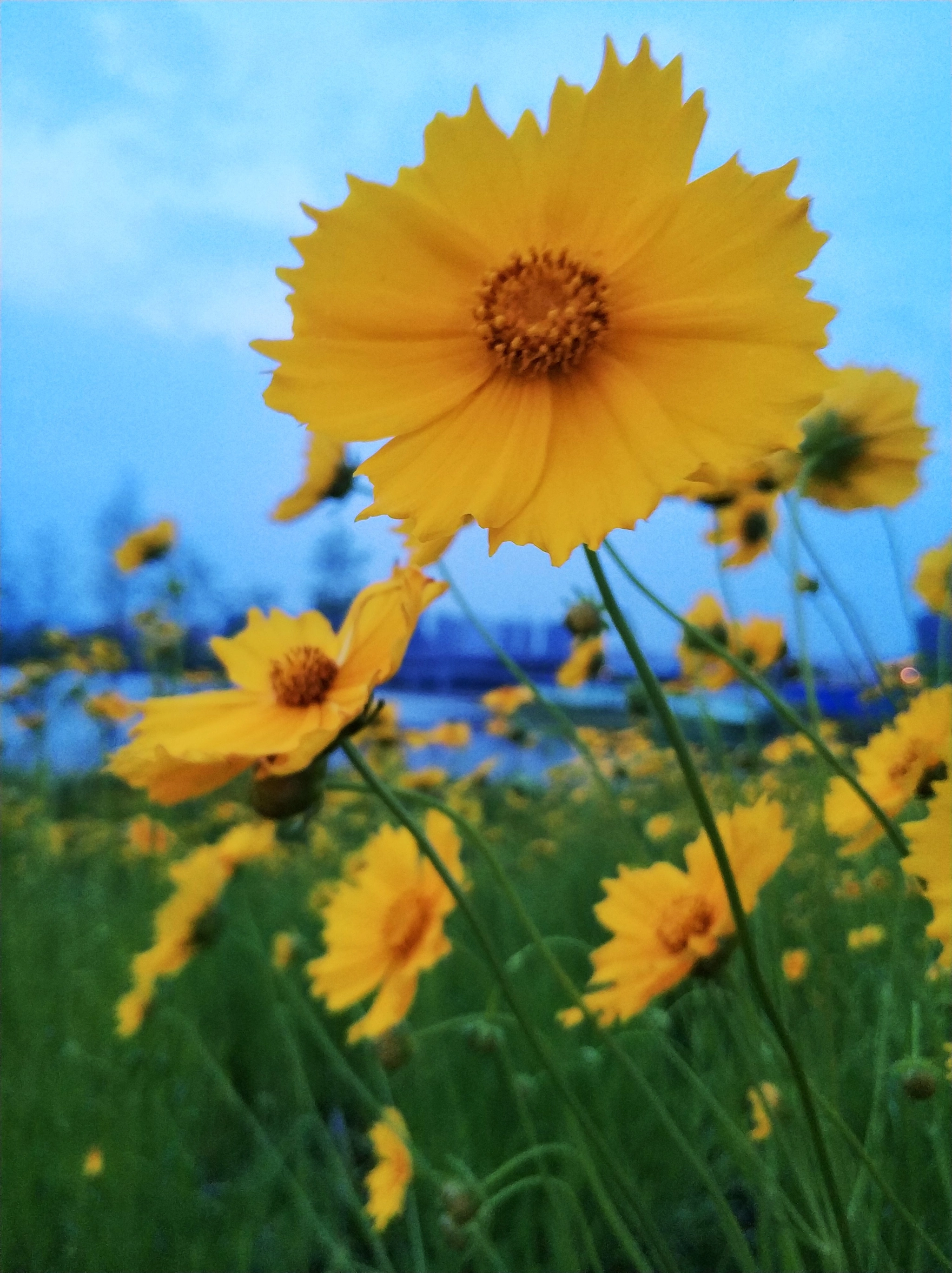 Xiaomi MI6 sample photo. 花 photography