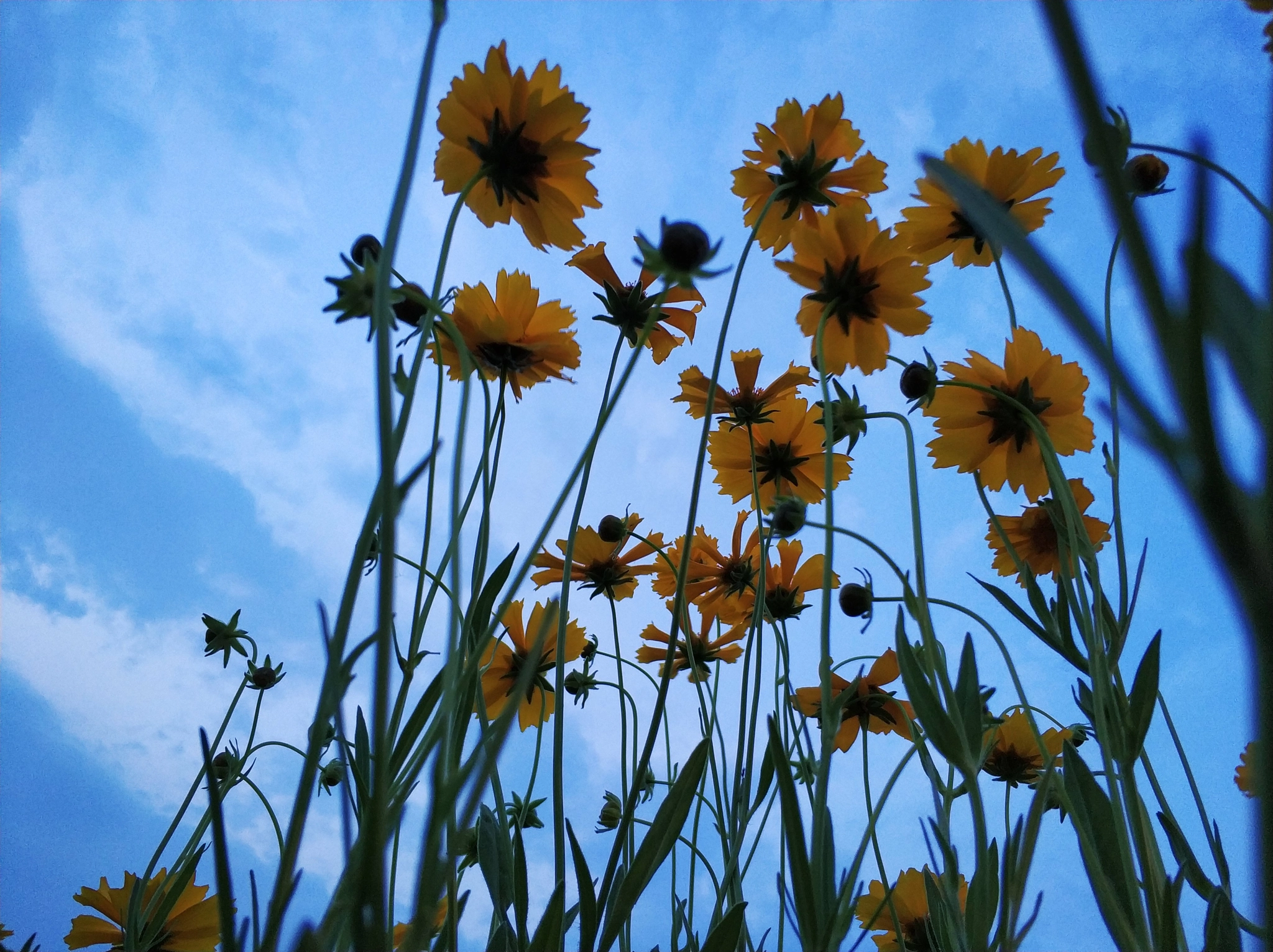 Xiaomi MI6 sample photo. 花 photography