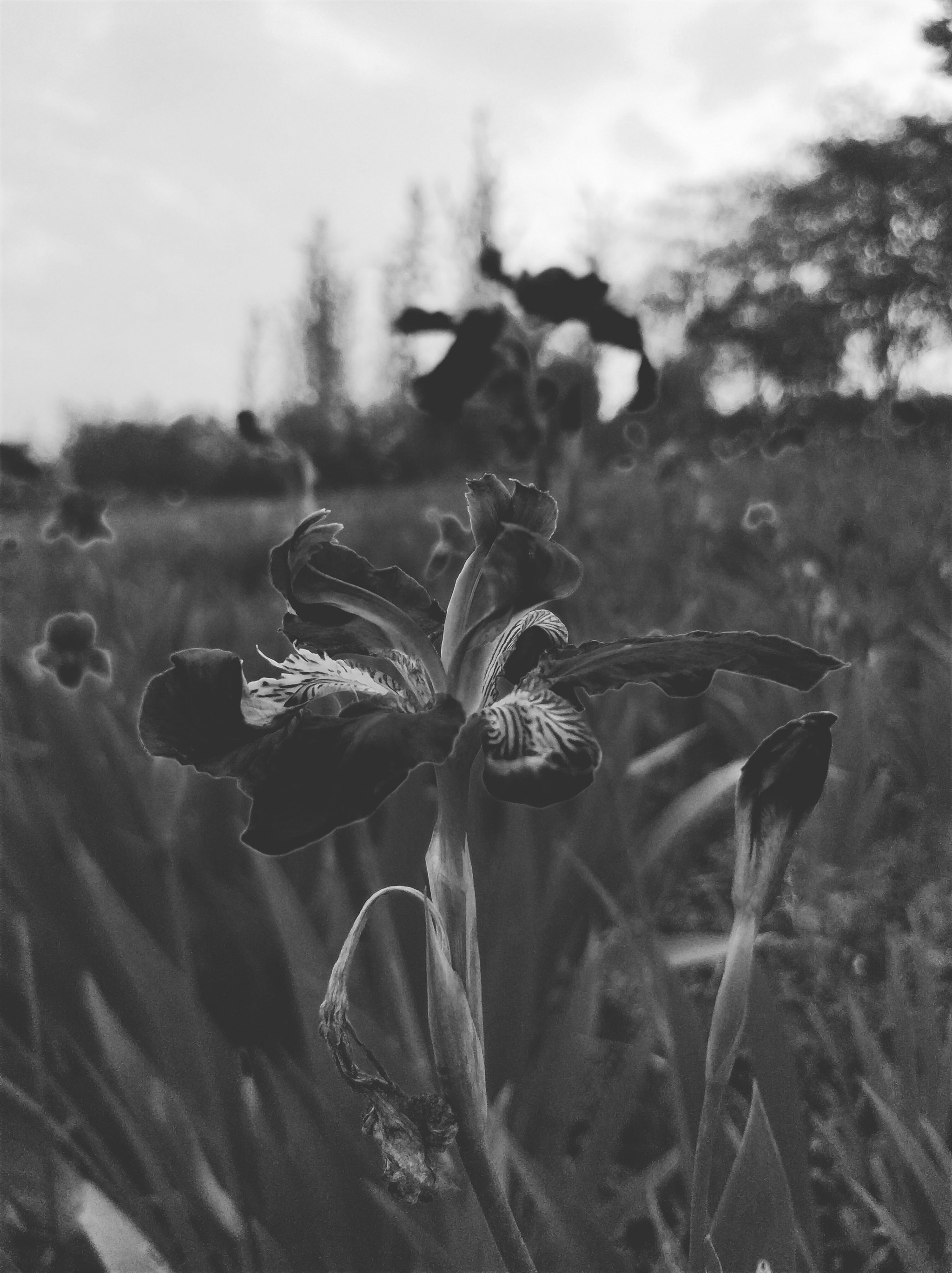 Xiaomi MI6 sample photo. 花 photography