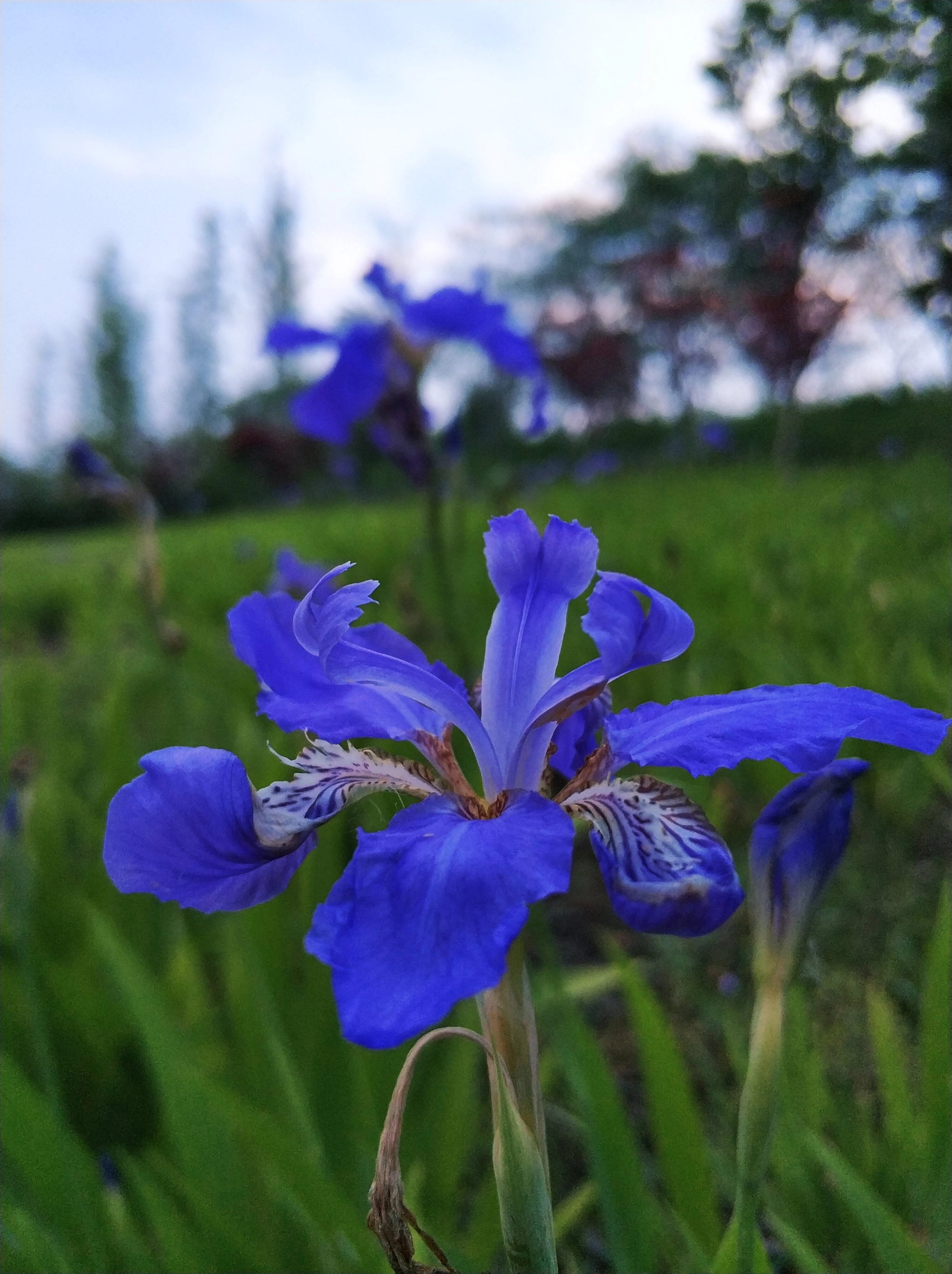 Xiaomi MI6 sample photo. 花 photography