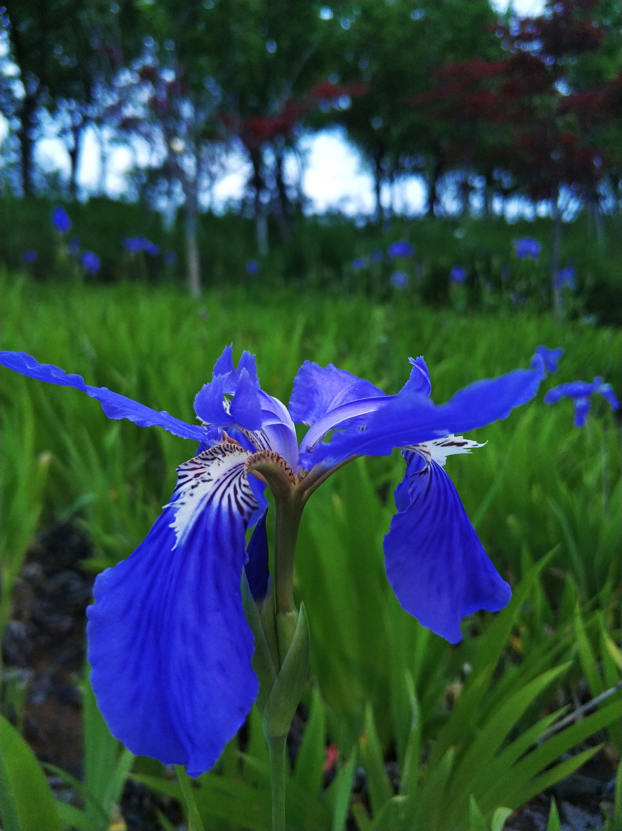 Xiaomi MI6 sample photo. 花 photography