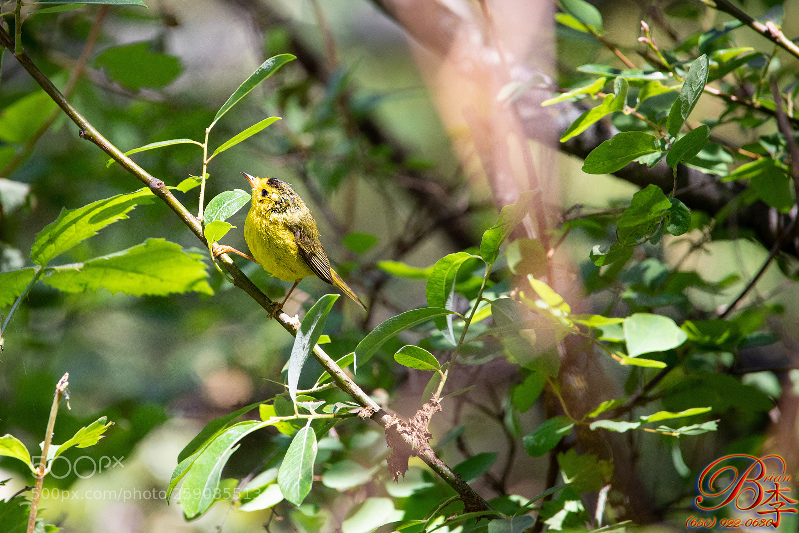Canon EOS 5D Mark IV sample photo. Bird photography