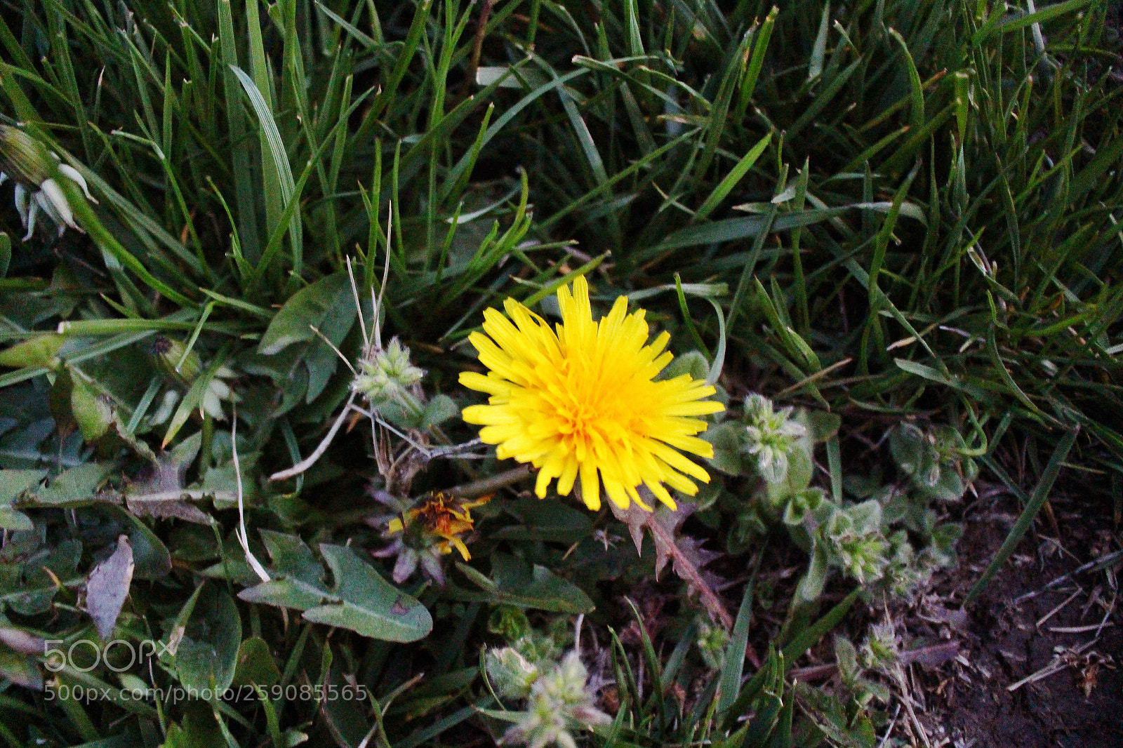 Canon EOS 700D (EOS Rebel T5i / EOS Kiss X7i) sample photo. Edits photography