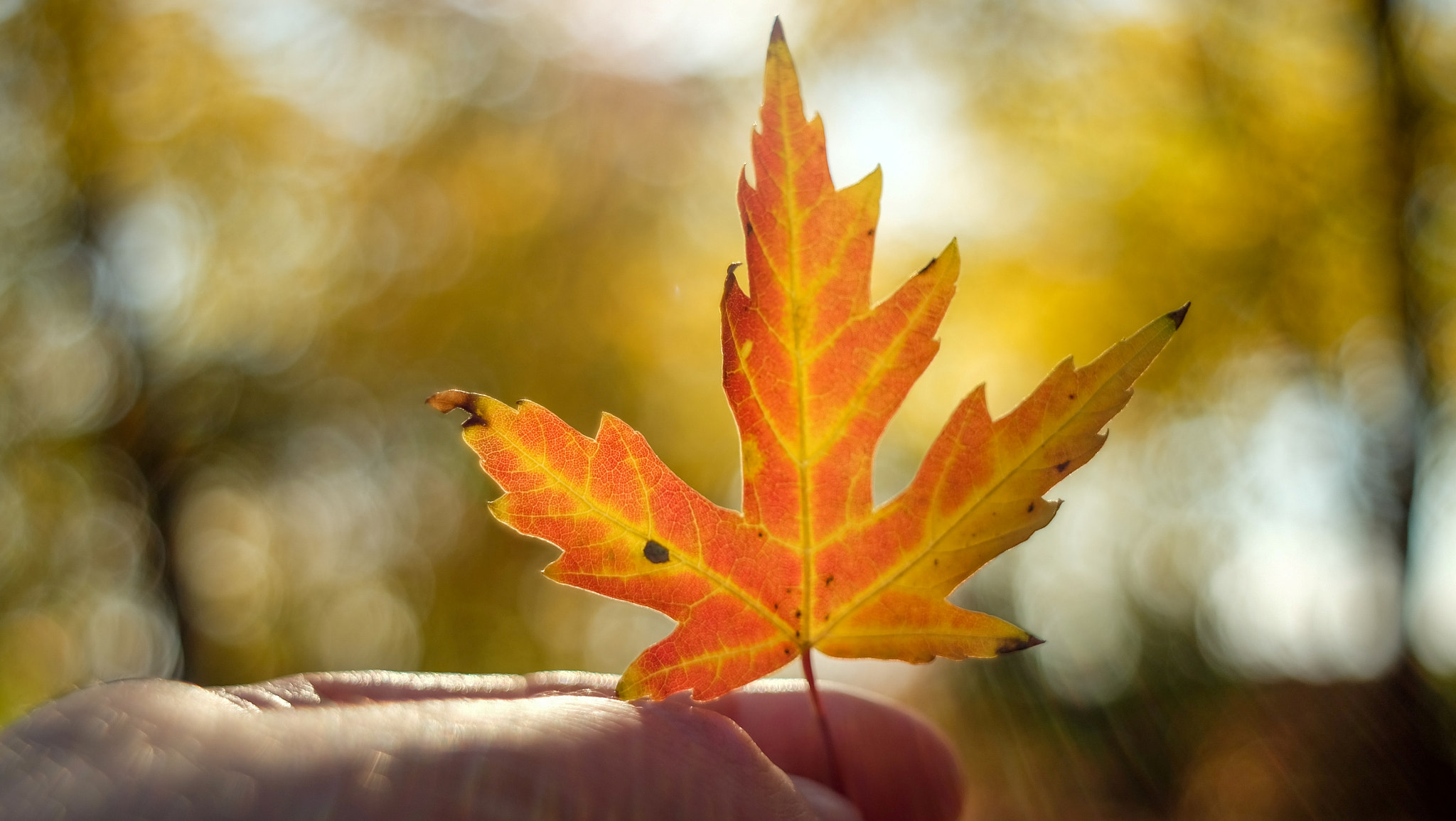 Fujifilm X-A1 sample photo. Leaf photography