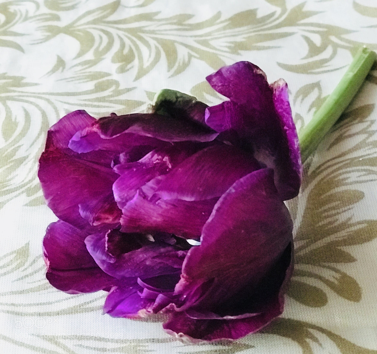 Apple iPhone 7 Plus sample photo. Untitled photography