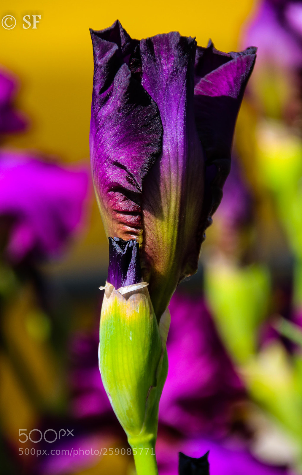 Canon EOS 750D (EOS Rebel T6i / EOS Kiss X8i) sample photo. The iris photography
