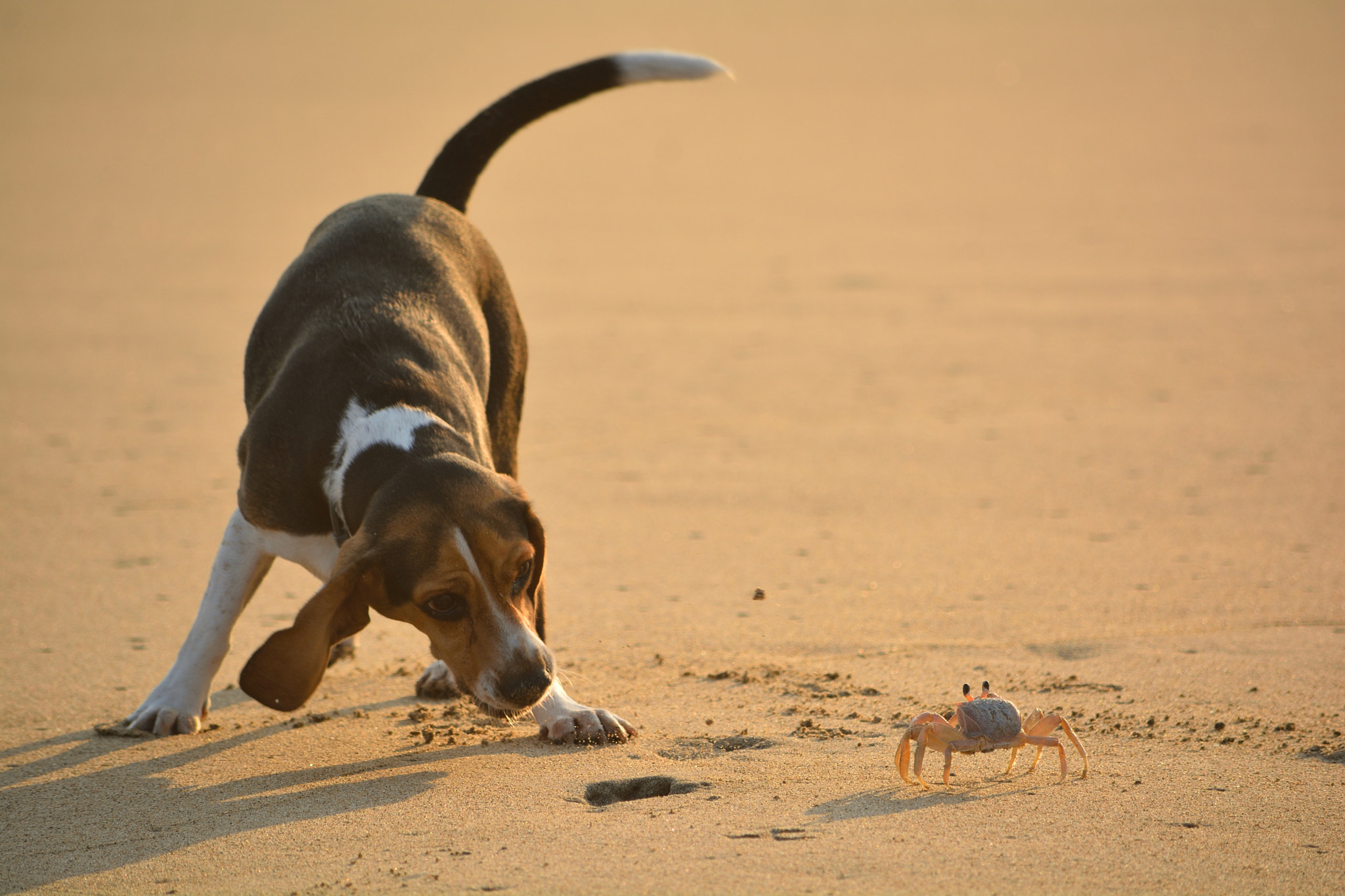 Nikon D7100 sample photo. Crab vs dog photography