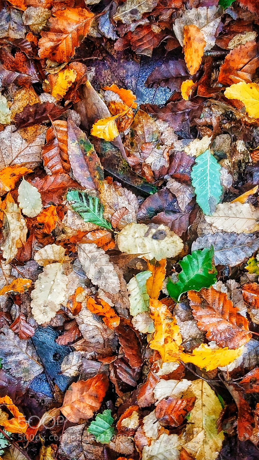 Samsung Galaxy Grand Prime sample photo. Forest's leafs photography
