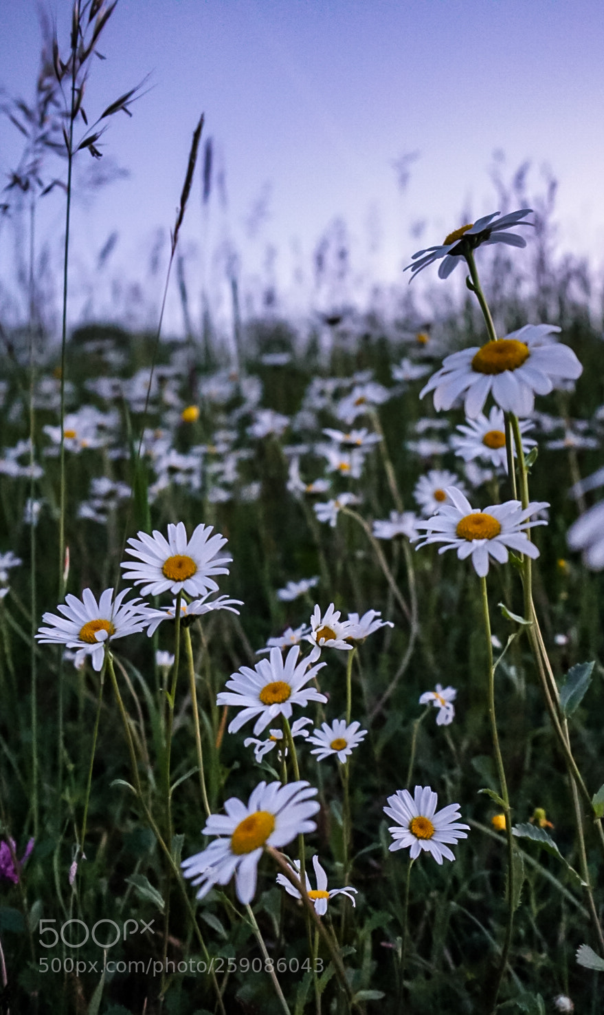 Sony a6000 sample photo. Flowers photography