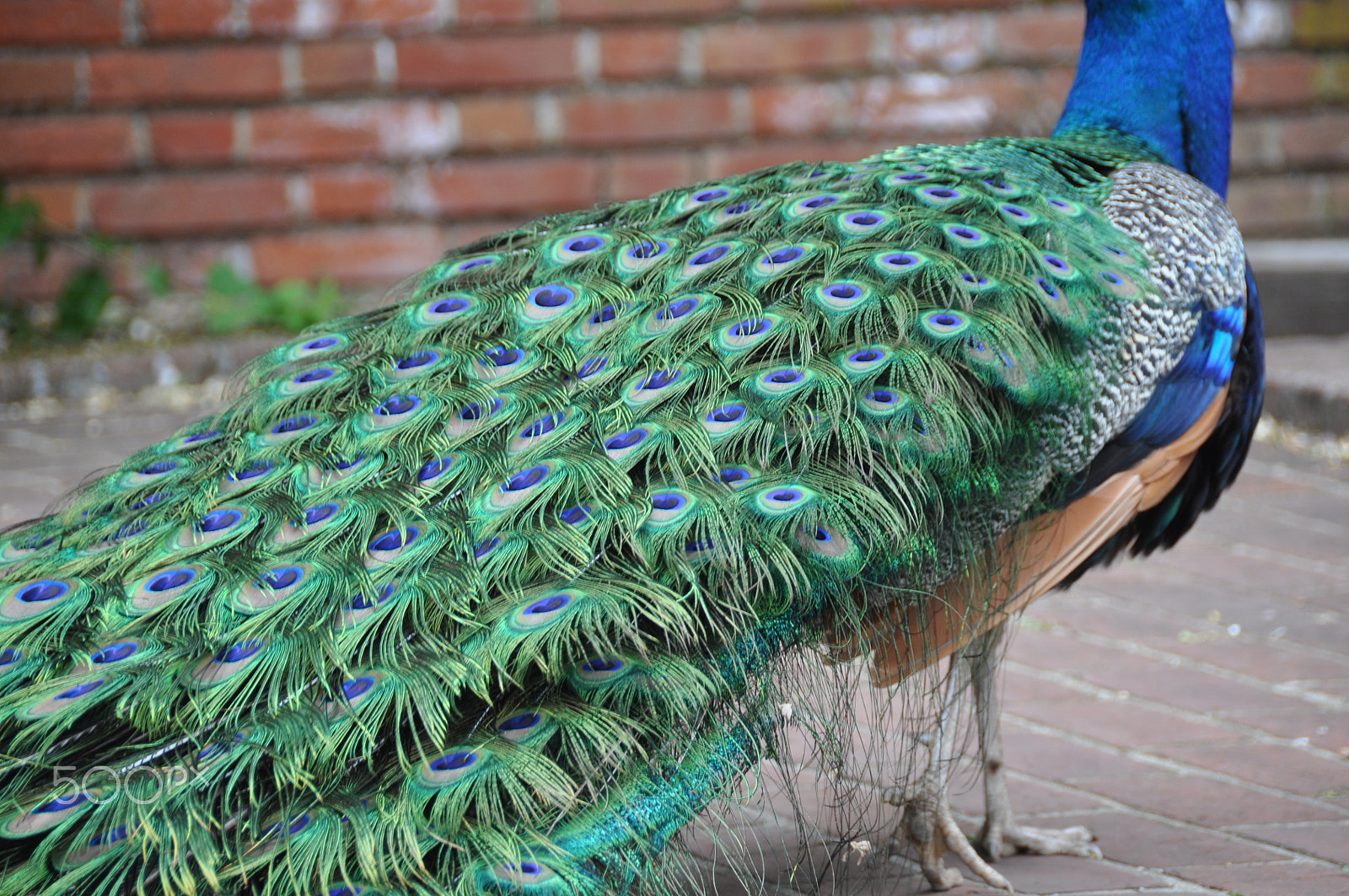 Nikon D90 sample photo. Indian peacock. filoli gardens. woodside, ca photography