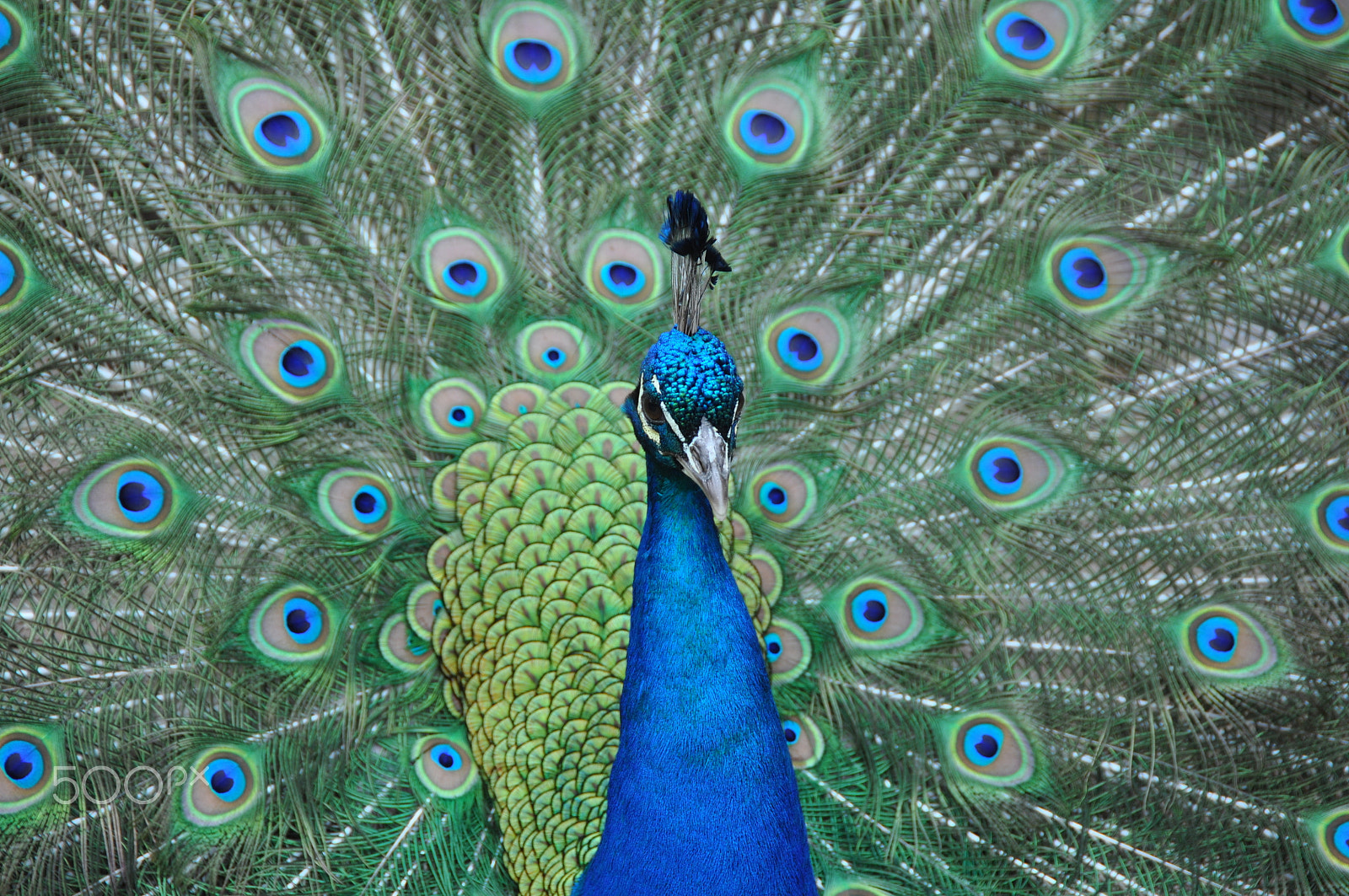 Nikon D90 sample photo. Indian peacock. filoli gardens. woodside, ca photography