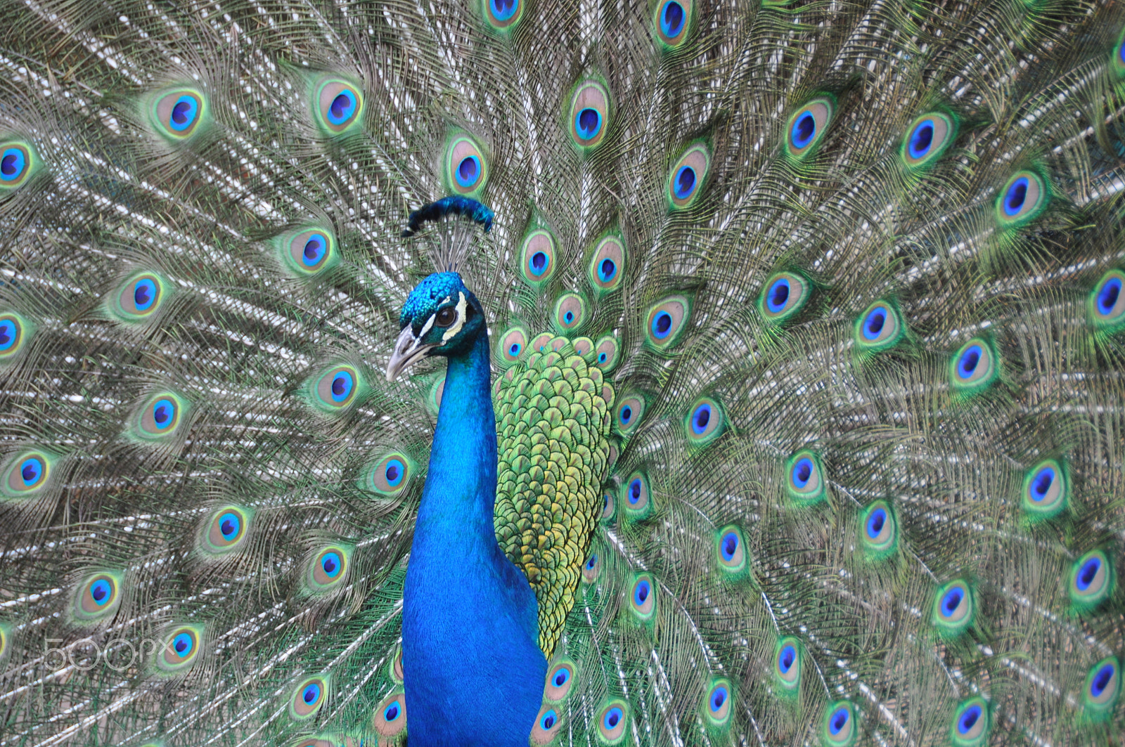 Nikon D90 sample photo. Indian peacock. filoli gardens. woodside, ca photography