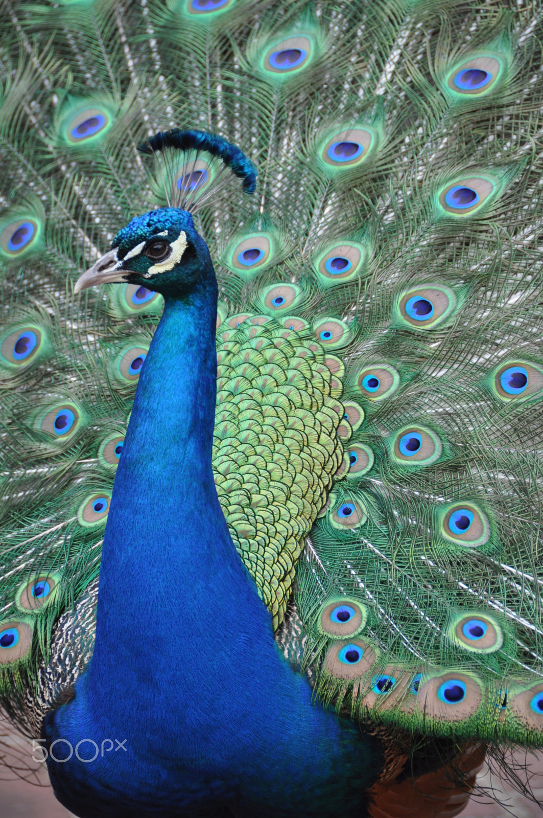 Nikon D90 sample photo. Indian peacock. filoli gardens. woodside, ca photography