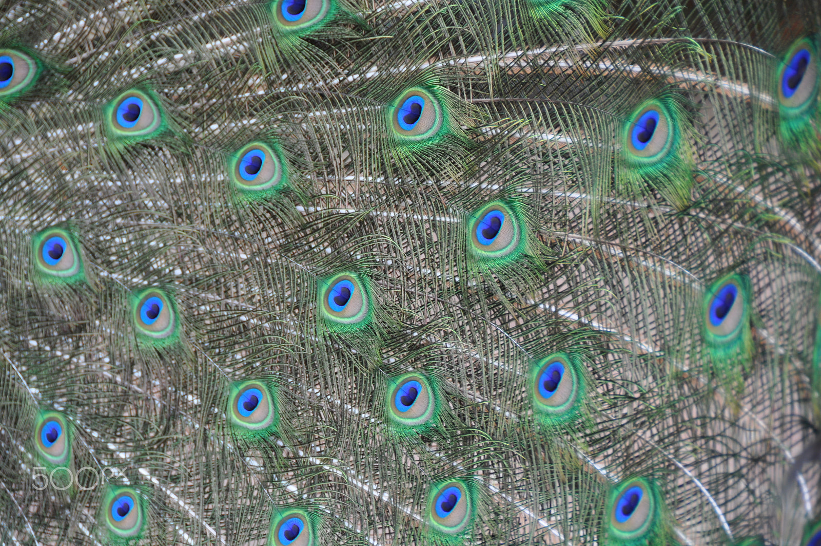 Nikon D90 sample photo. Indian peacock. filoli gardens. woodside, ca photography