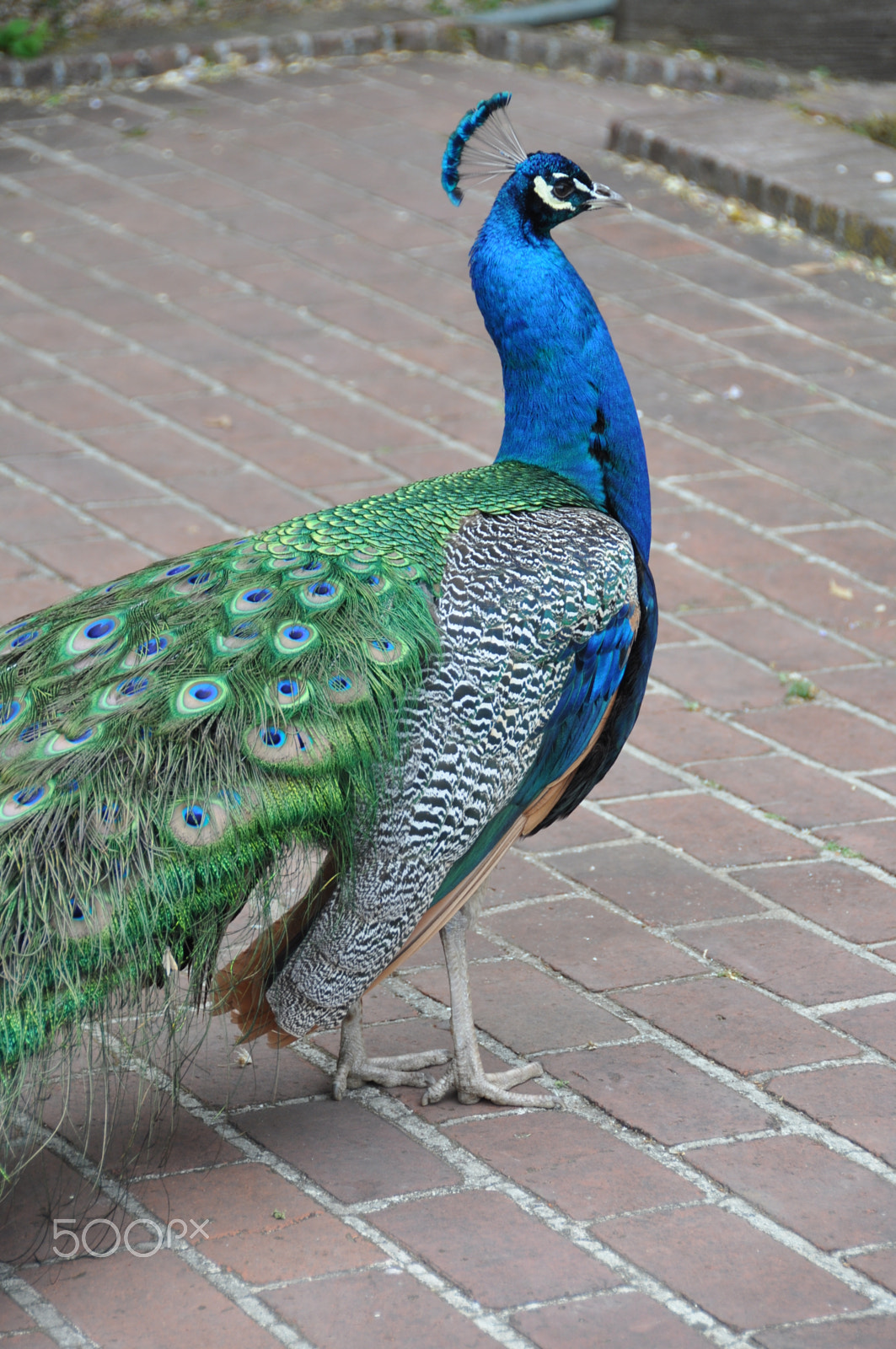 Nikon D90 sample photo. Indian peacock. filoli gardens. woodside, ca photography