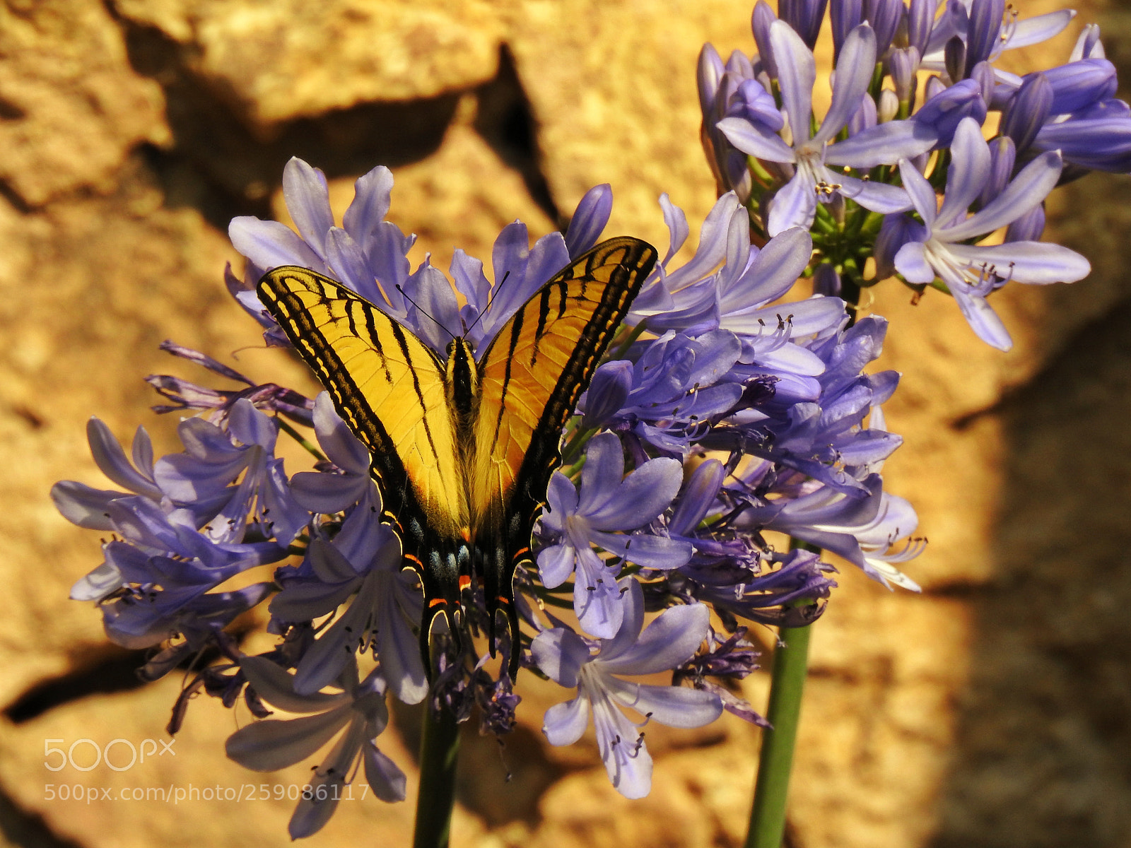 Nikon Coolpix P900 sample photo. Mariposa photography