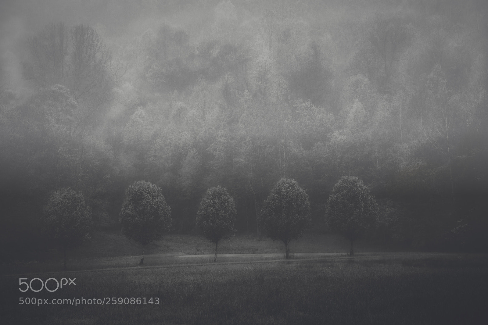 Nikon D7100 sample photo. Fog after the rain photography