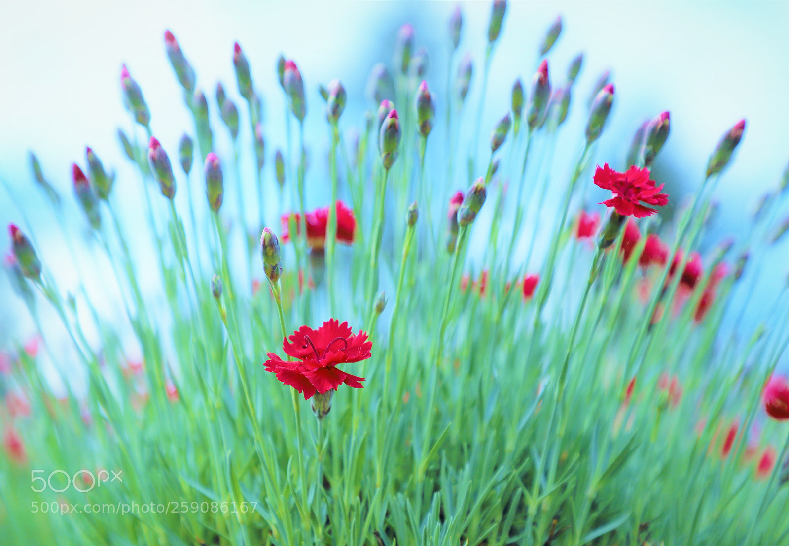 Canon EOS 6D Mark II sample photo. Beauty -- 唯美 photography