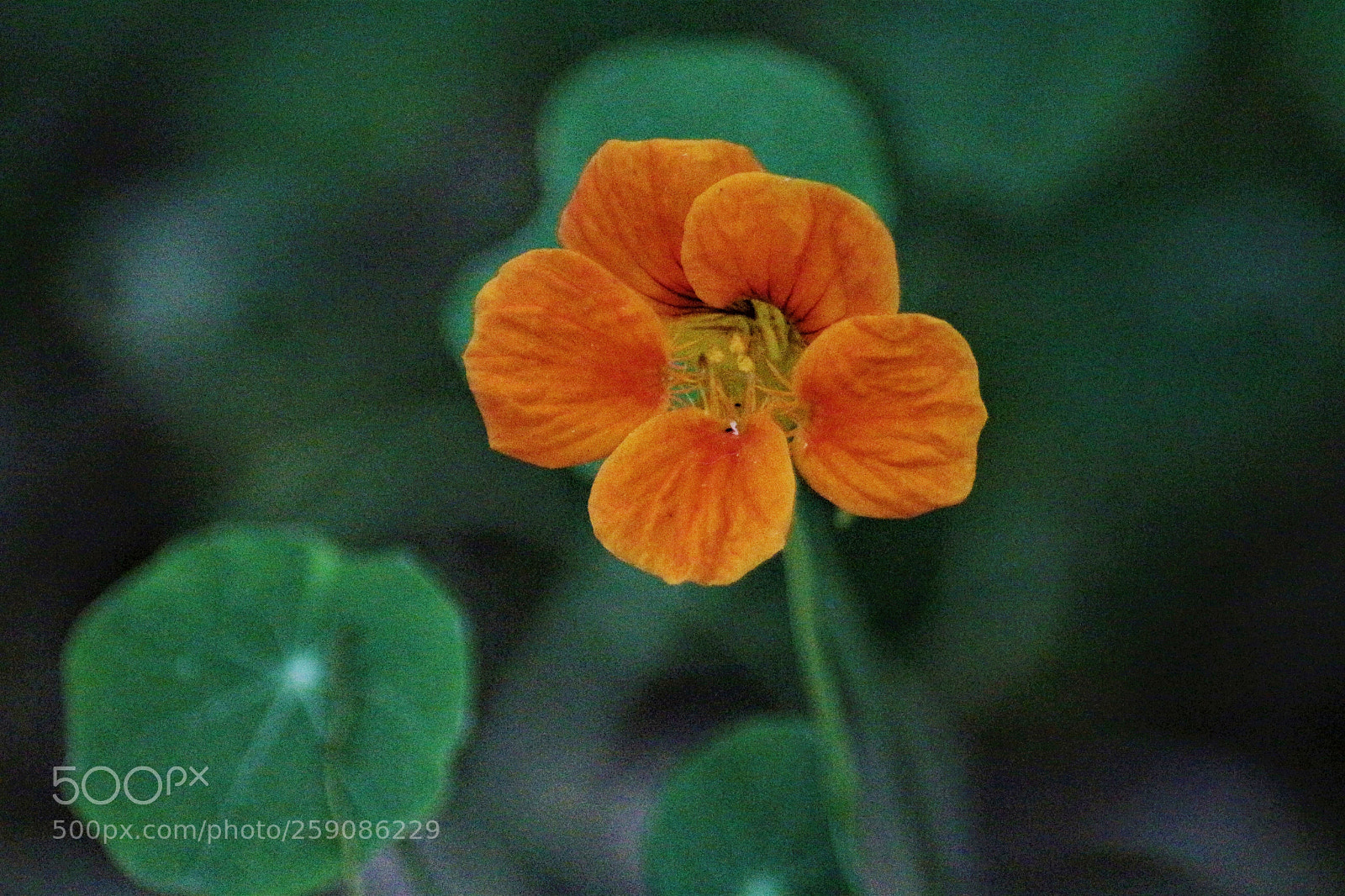 Canon EOS 700D (EOS Rebel T5i / EOS Kiss X7i) sample photo. Orange photography