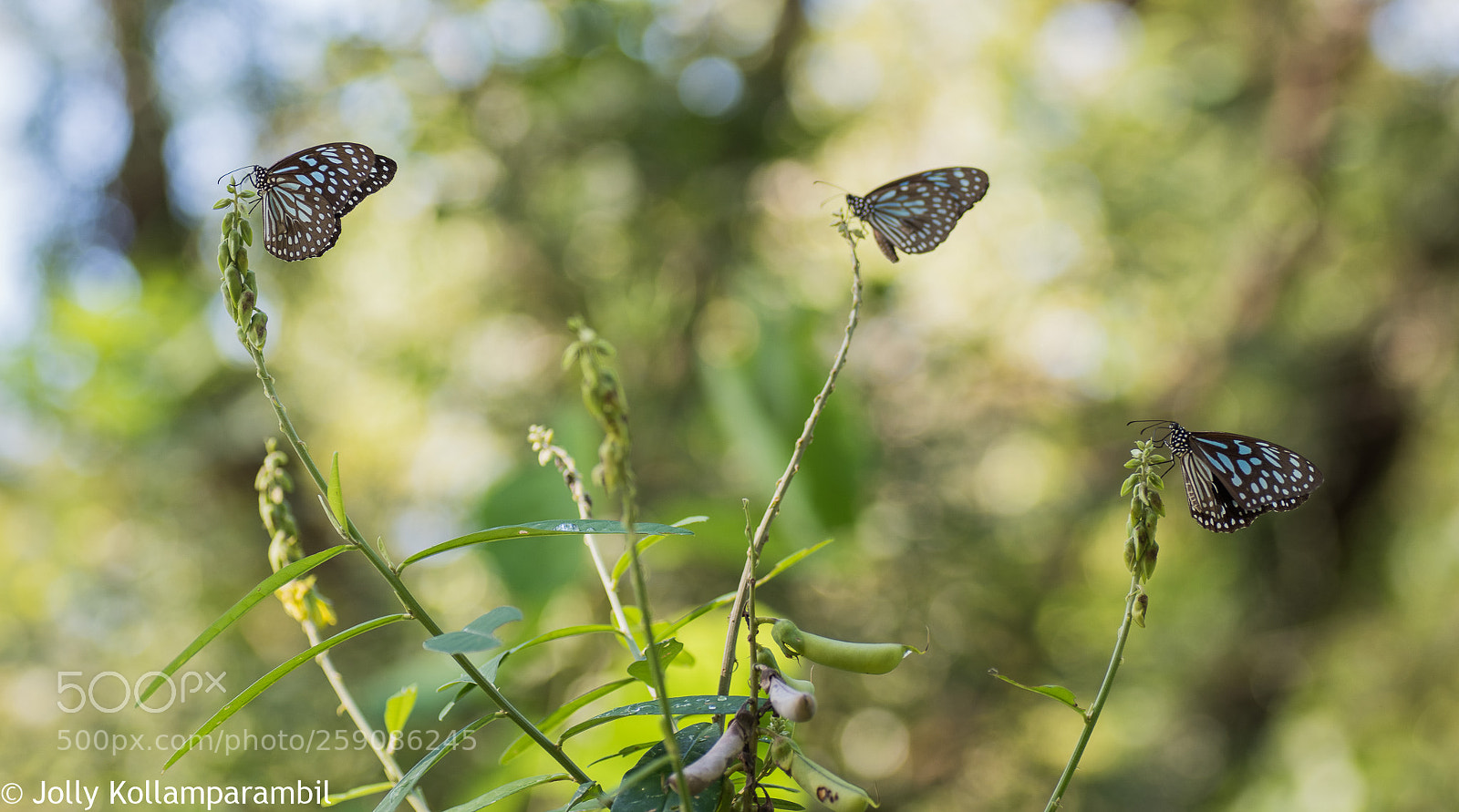 Nikon D810 sample photo. Butterflies photography