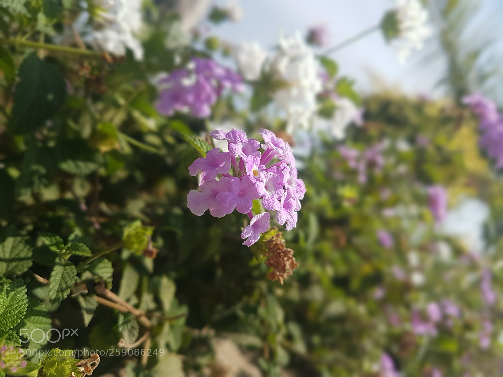 Samsung Galaxy S7 Edge sample photo. Flower !! photography