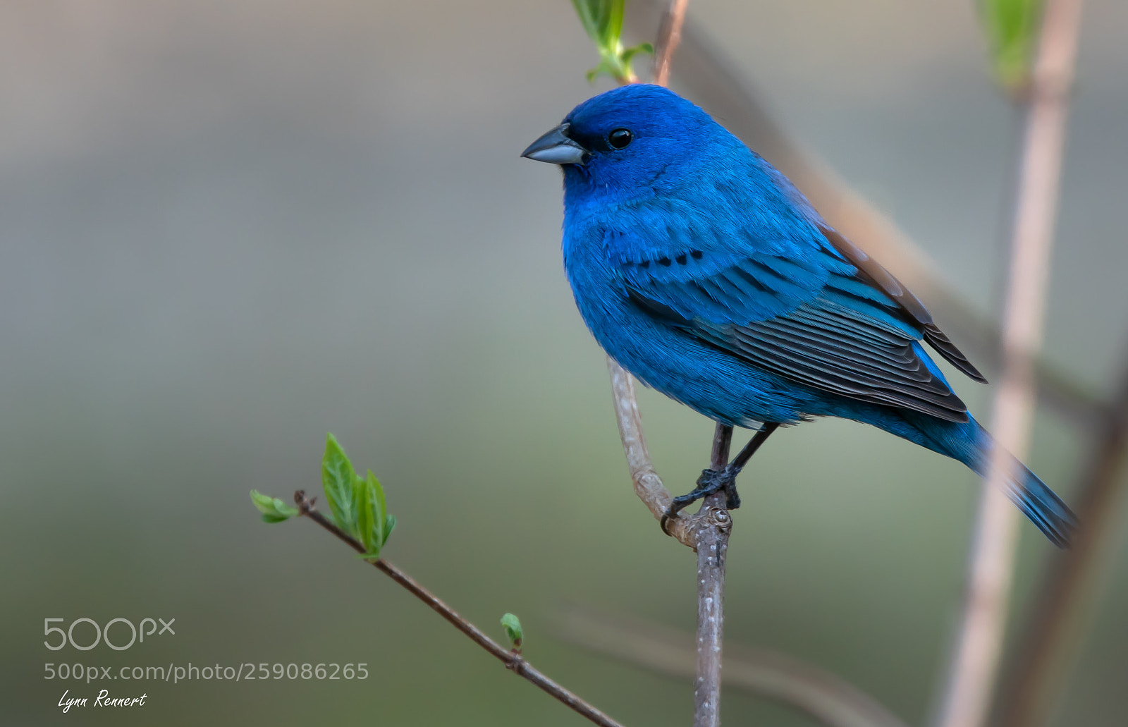 Sony ILCA-77M2 sample photo. Indigo bunting photography
