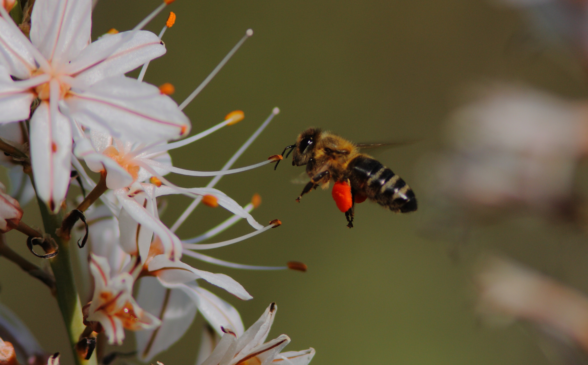 Canon EF 300mm F4L IS USM sample photo. Honey bee photography