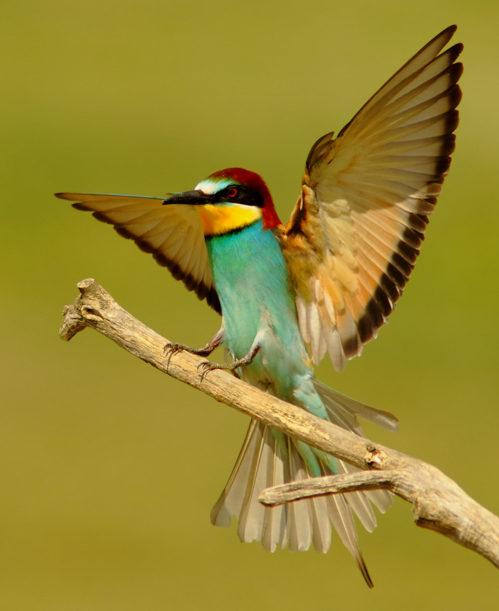 Canon EF 300mm F4L IS USM sample photo. Bee-eater landing photography