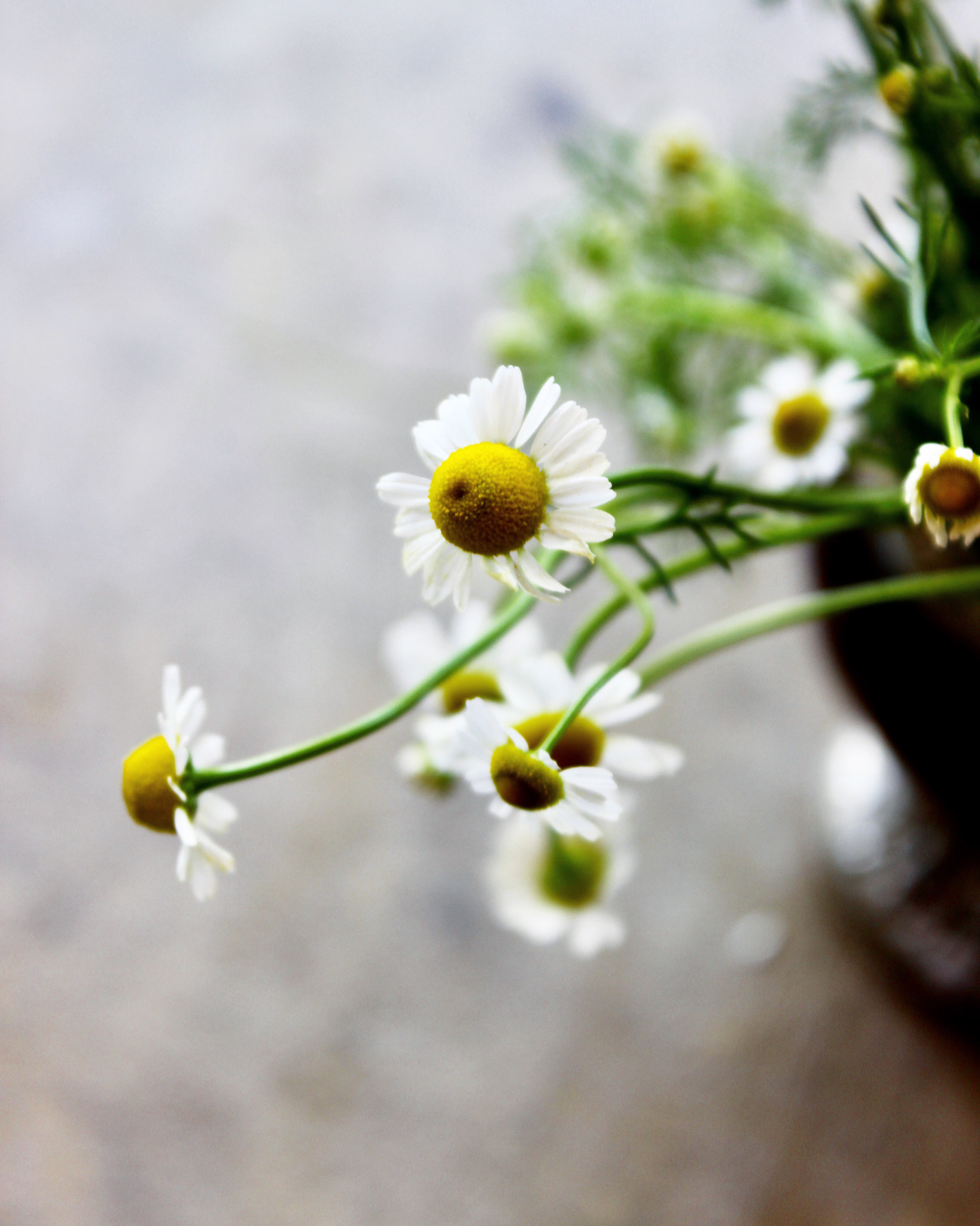 Canon EOS 600D (Rebel EOS T3i / EOS Kiss X5) sample photo. Chamomile photography