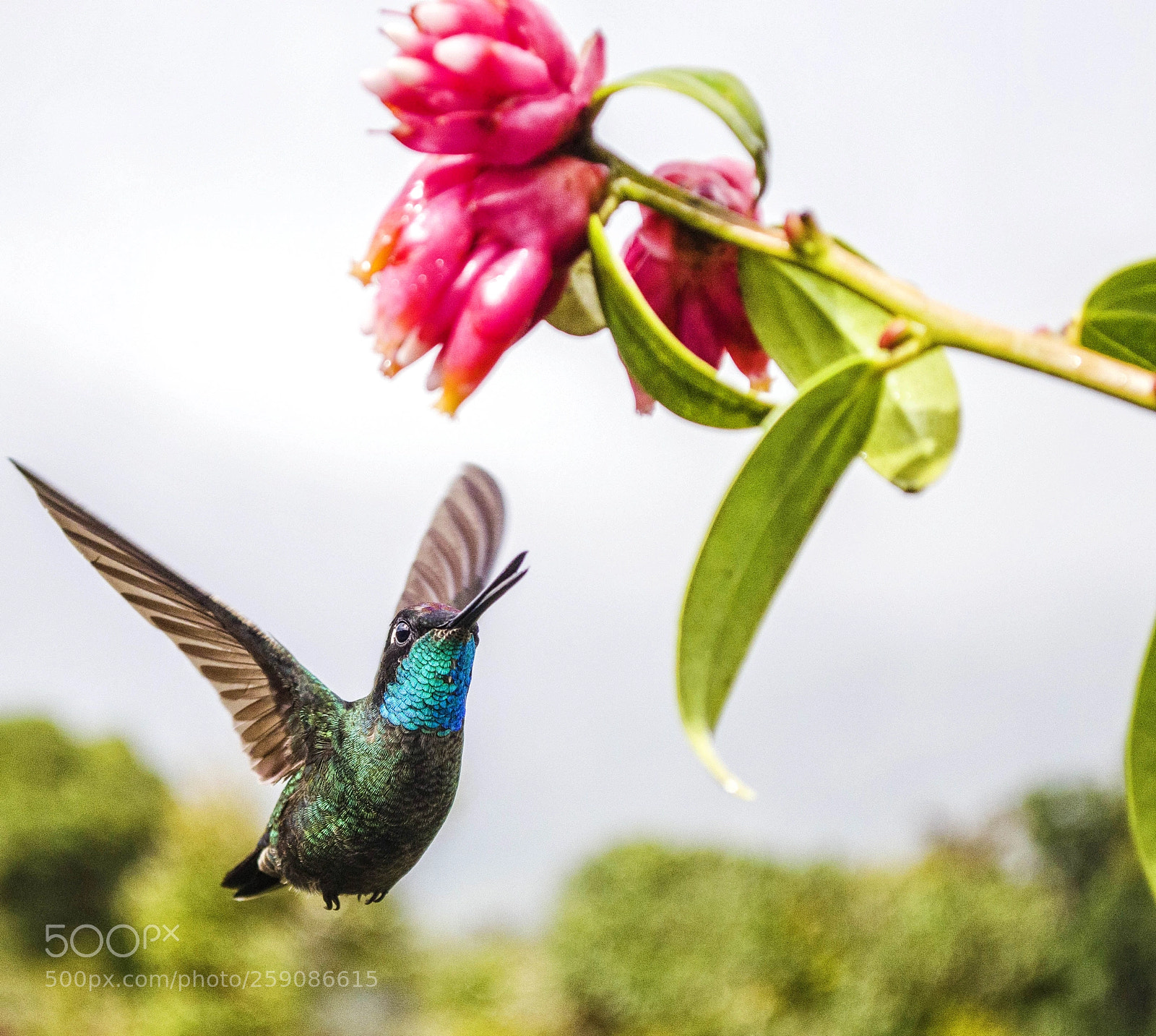 Nikon D5100 sample photo. Flying photography