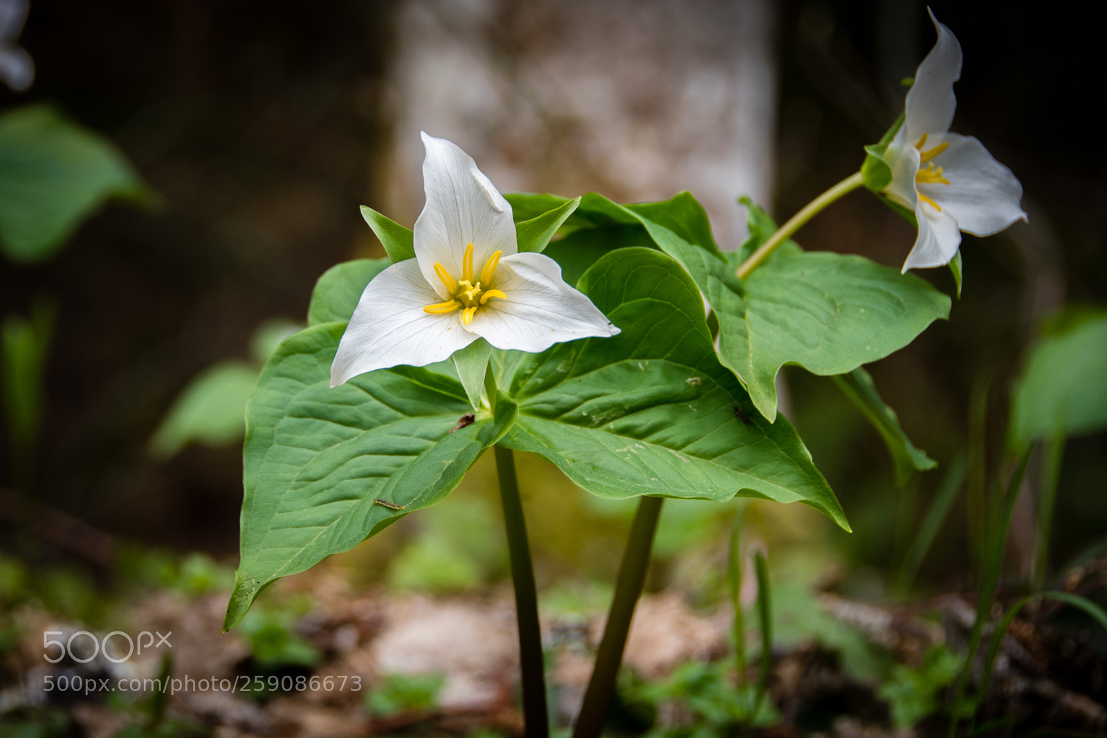 Nikon D500 sample photo. Trillium ovatum photography