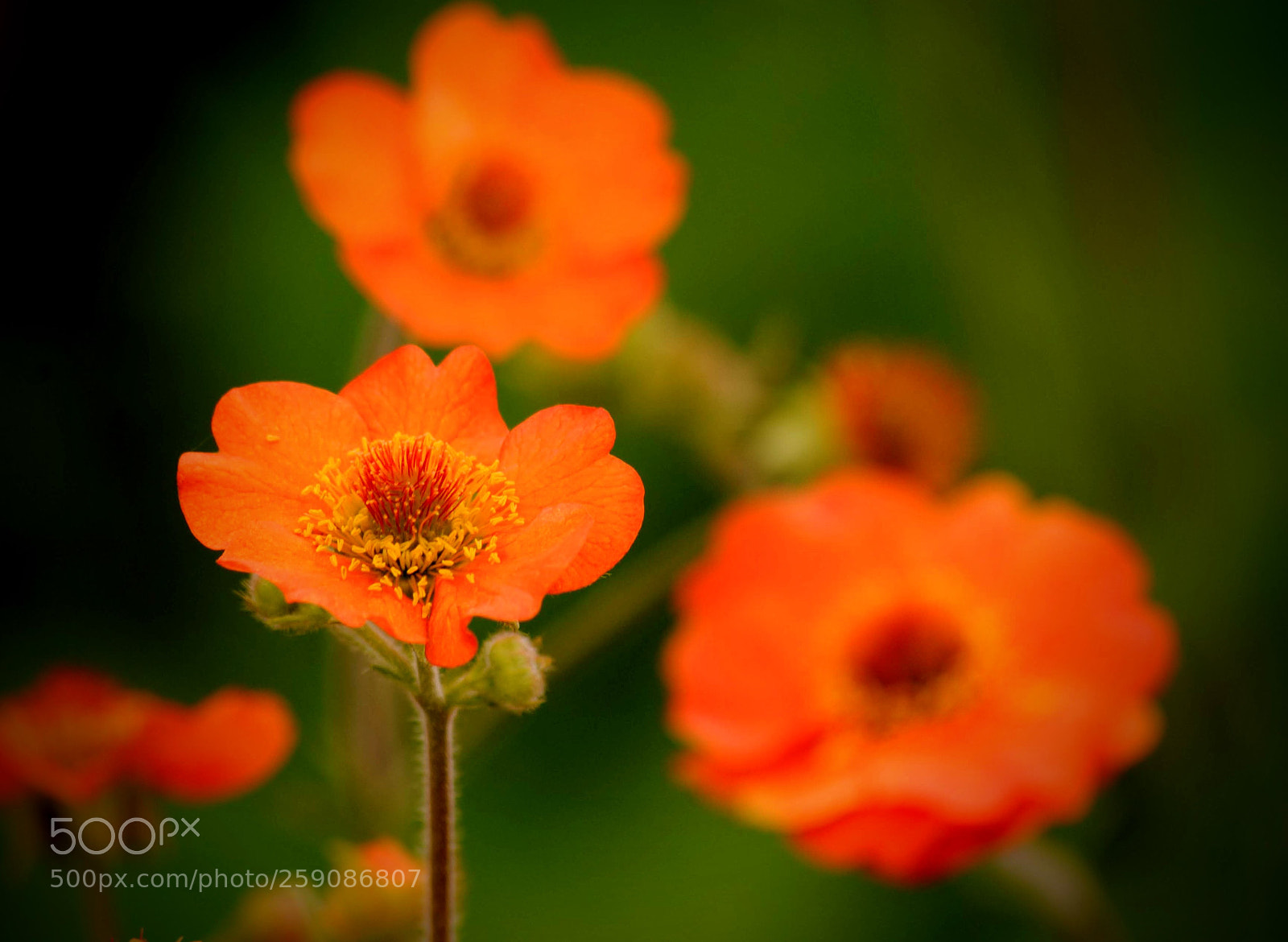 Nikon D3000 sample photo. Geum flowers photography
