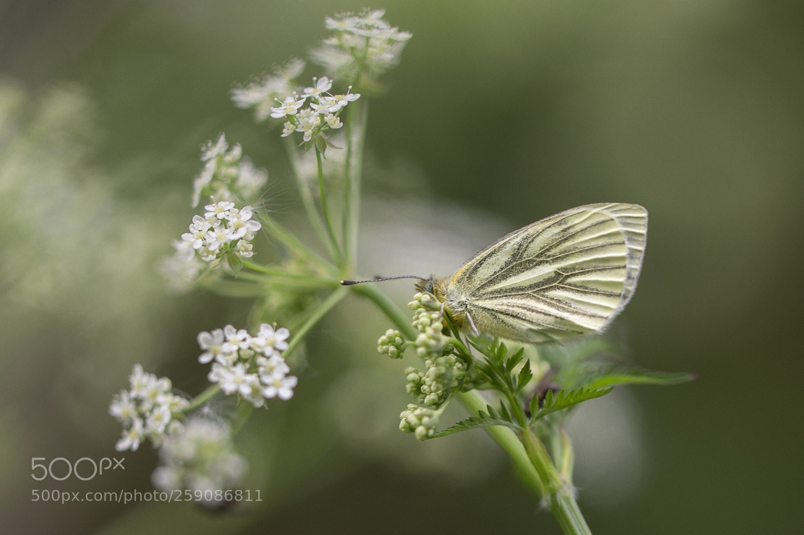 Nikon D7200 sample photo. Green veined white photography